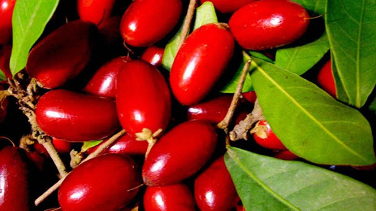 Miracle Fruit Berry Tree, Synsepalum Dulcificum - Image 4
