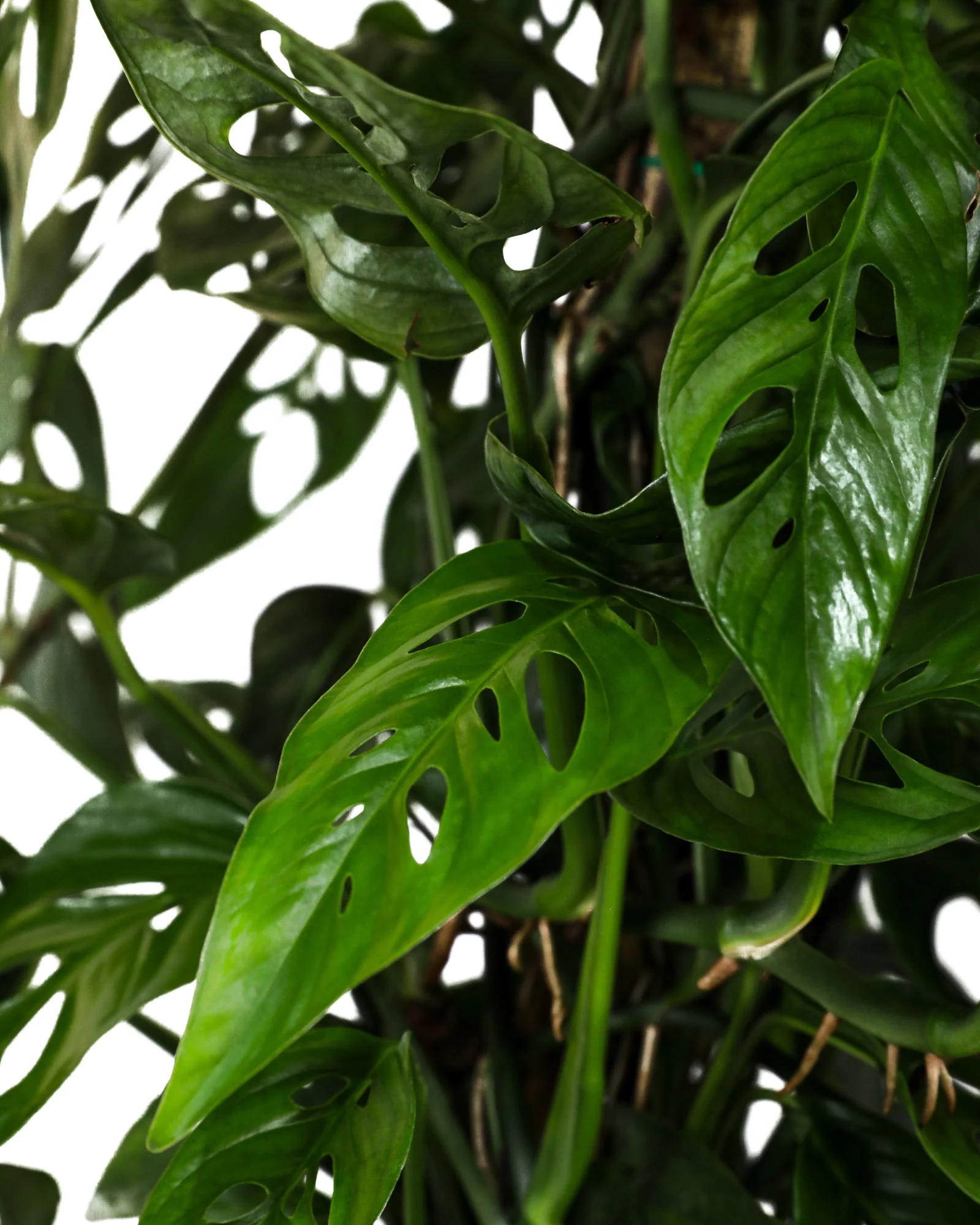 Monstera Adansonii Swiss Cheese Vining Climbing in Trellis - Image 2