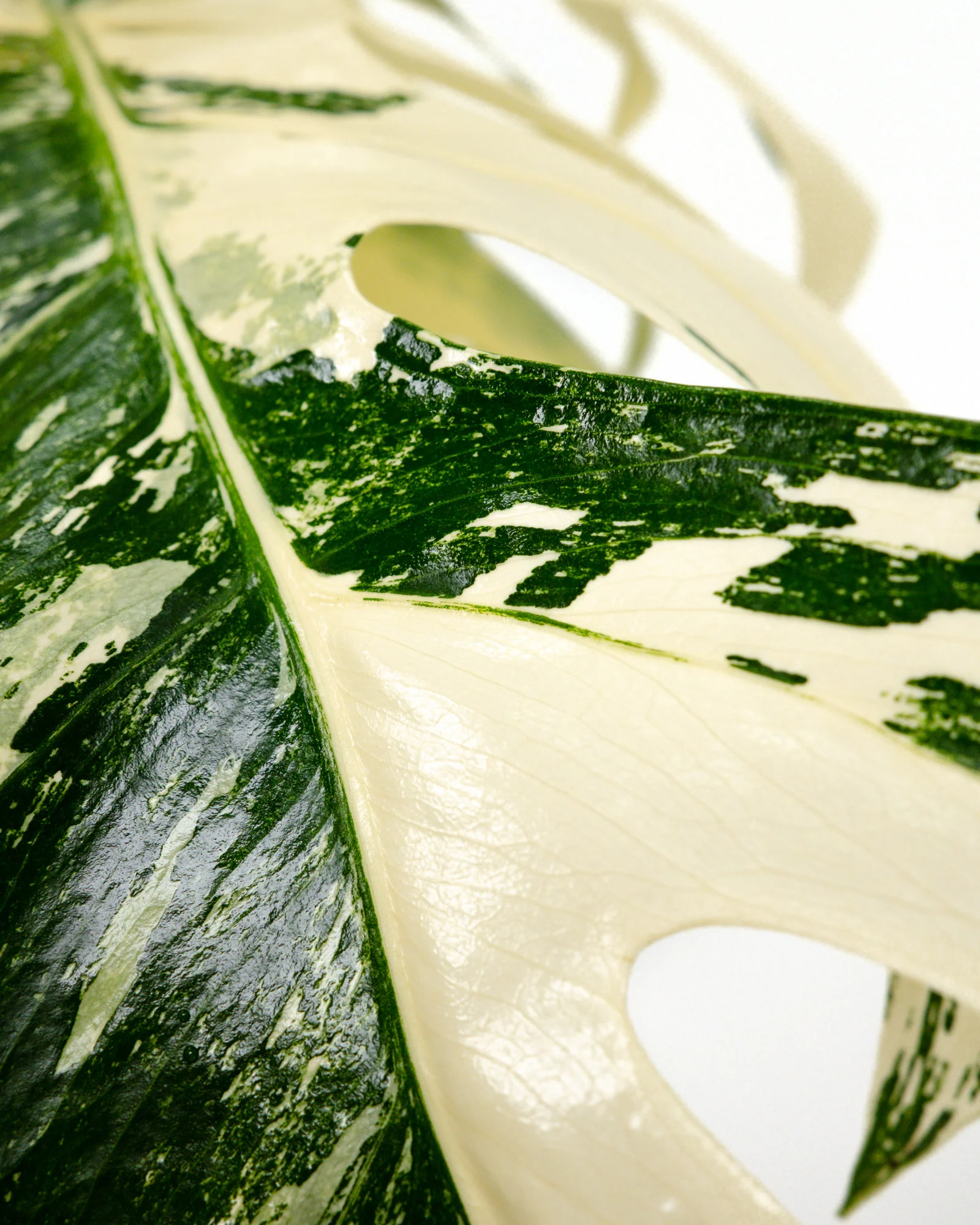 Monstera Borsigiana Albo Variegated - Image 3