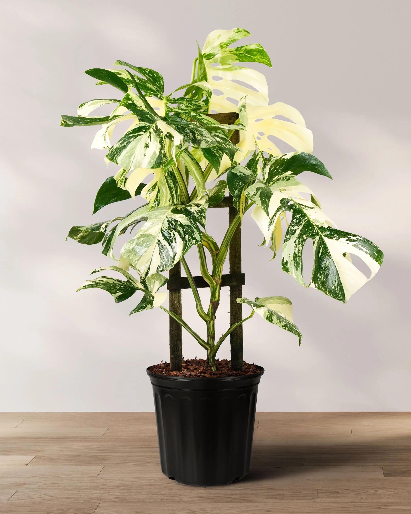 Monstera Borsigiana Albo Variegated - Image 6