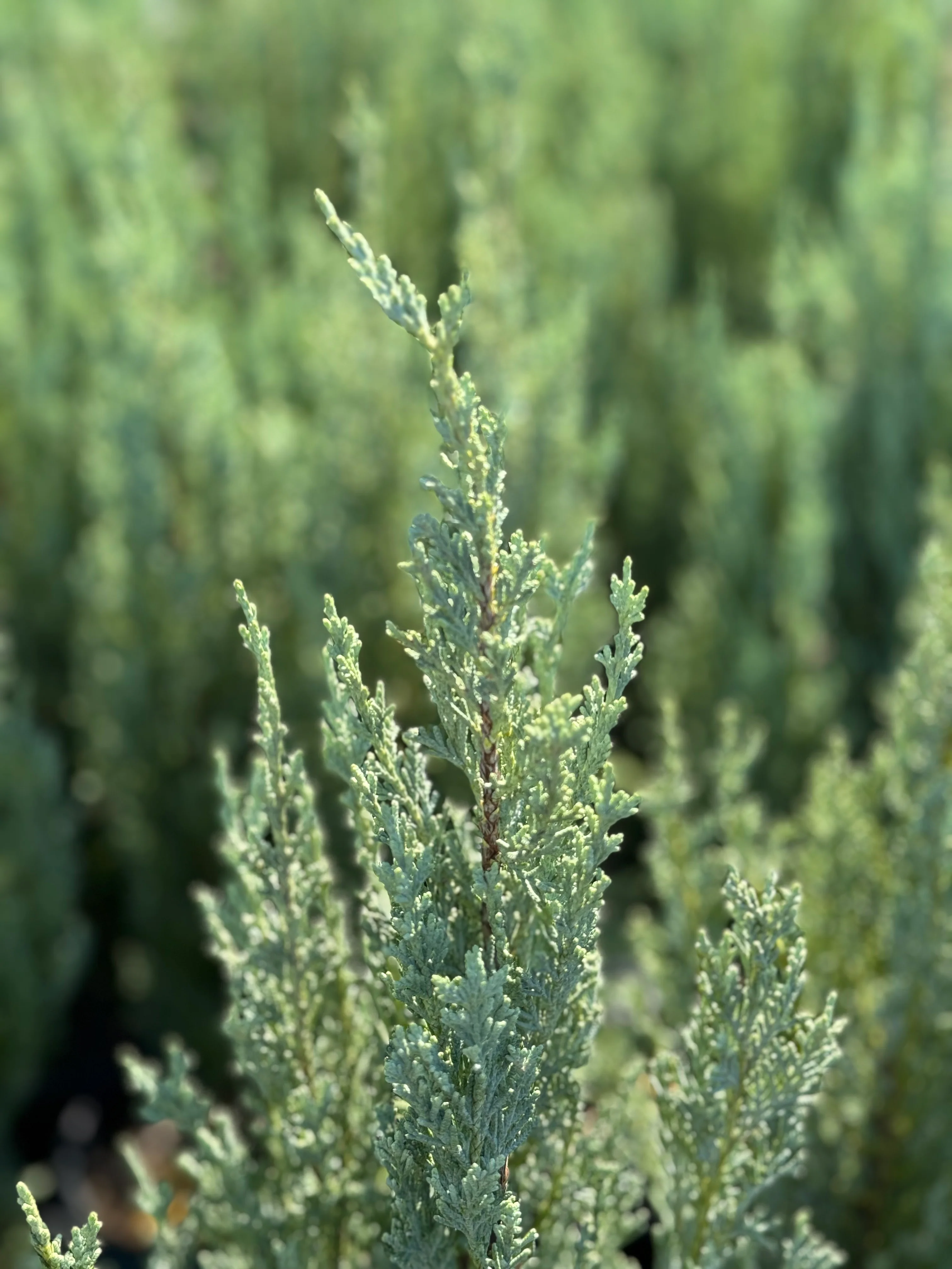 Moonglow, Rocky Mountain Juniper, Juniperus scopulorum - Image 4