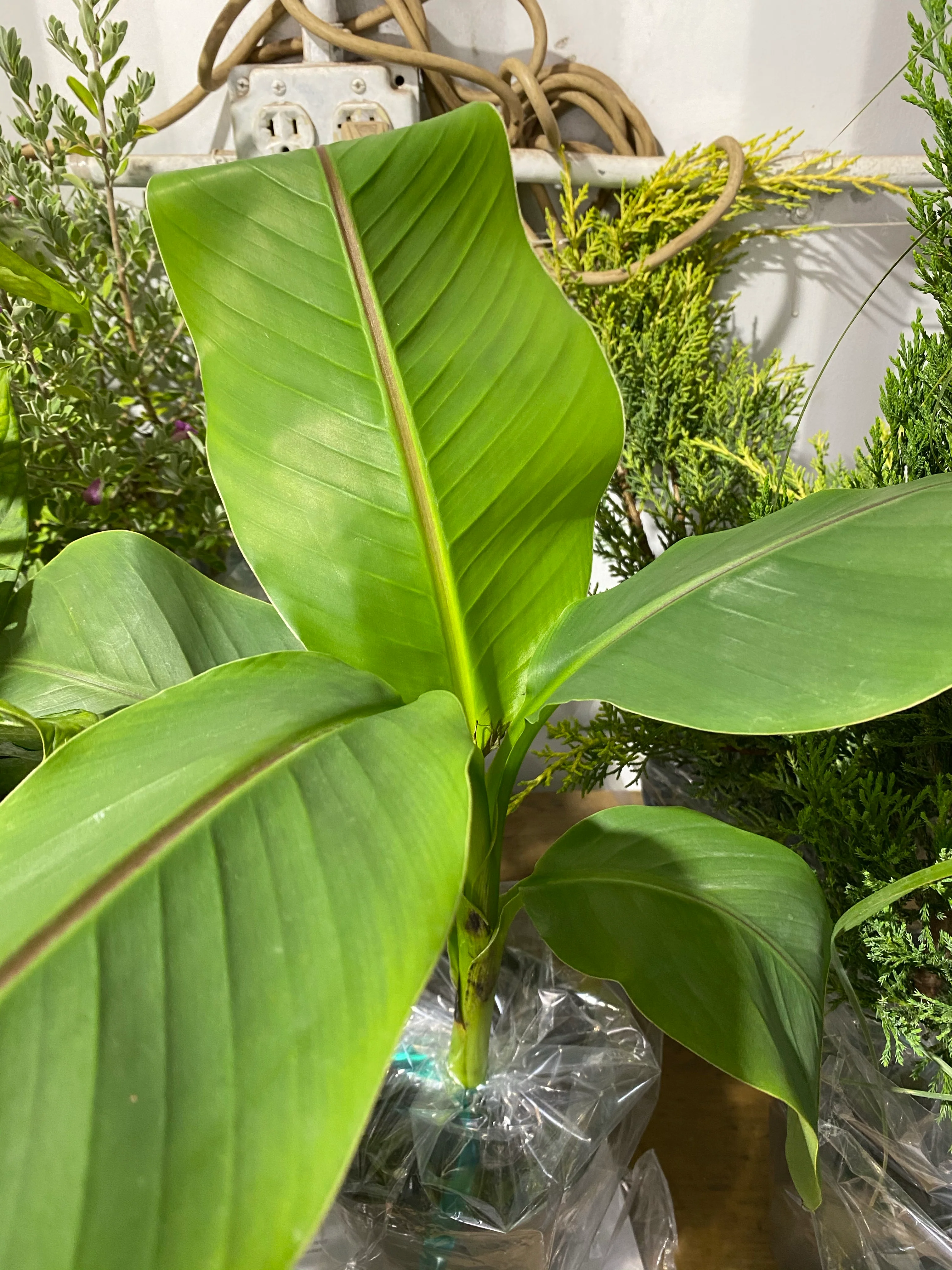 Musa Basjoo Cold Hardy Banana Fruit Tree - Image 9