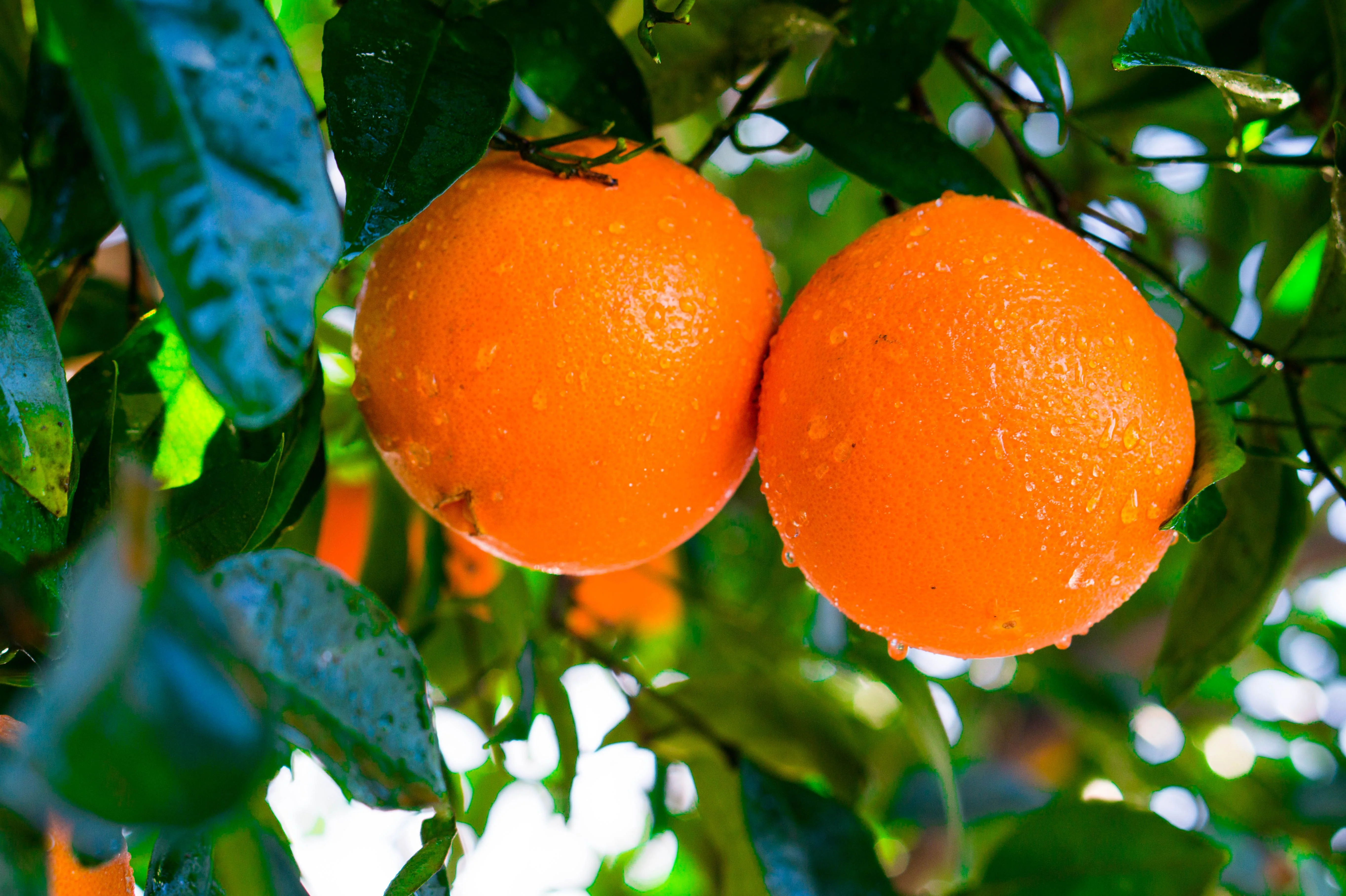 Navel Orange Tree, Citrus Sinensis - Image 5