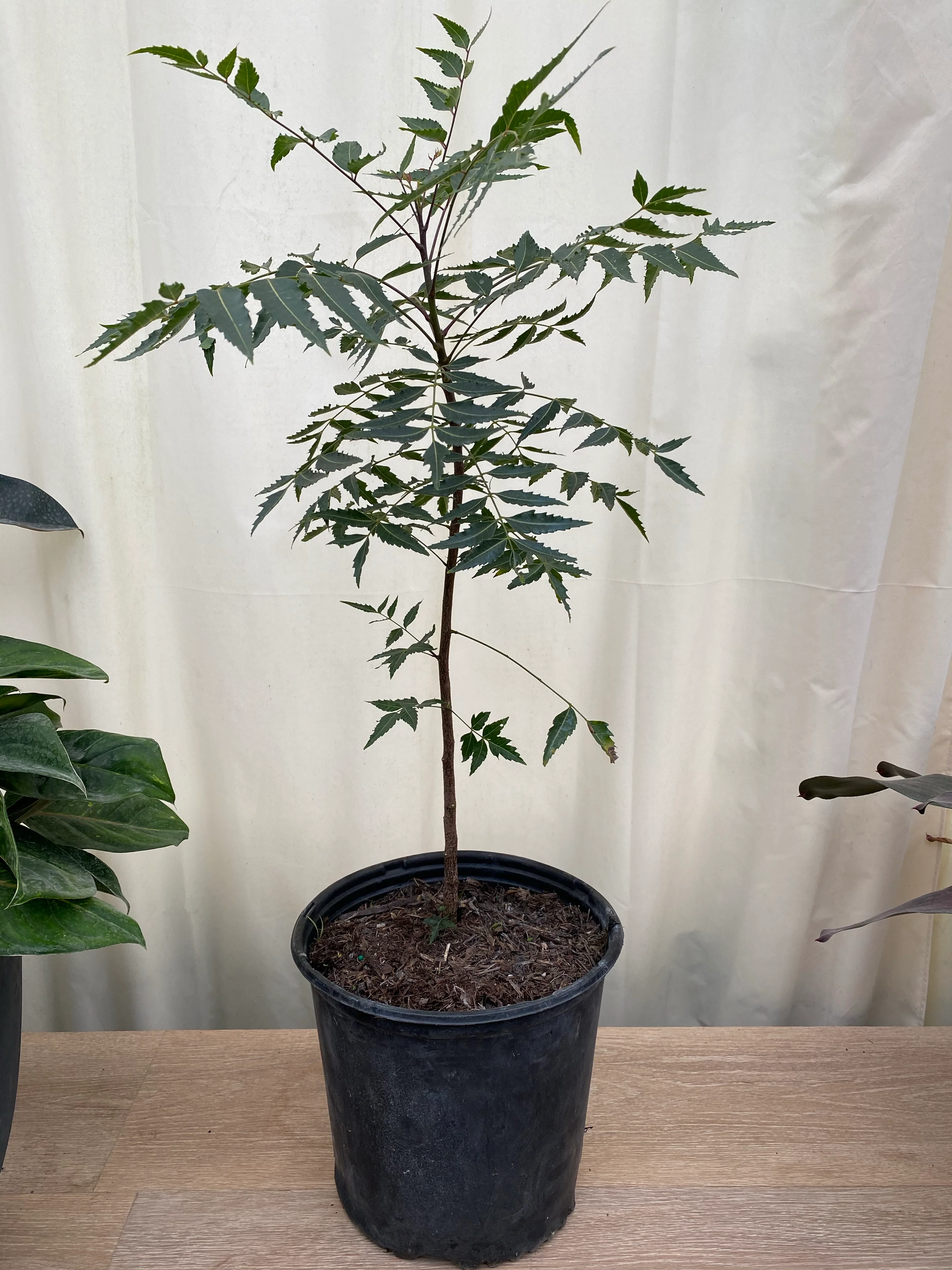 Neem Tree, Indian Lilac, Azadirachta indica - Image 4