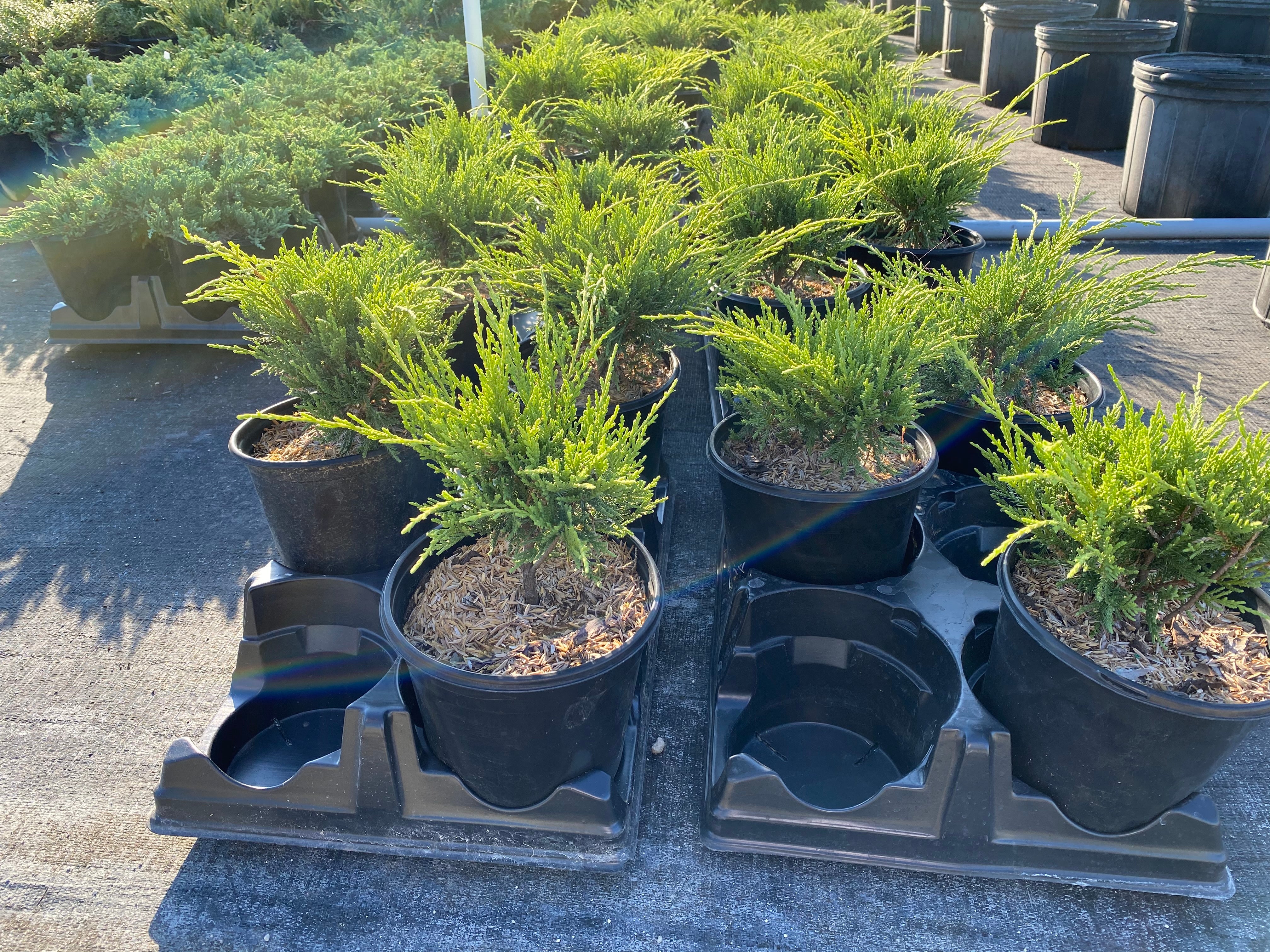 Old Gold Juniper Shrub - Image 3