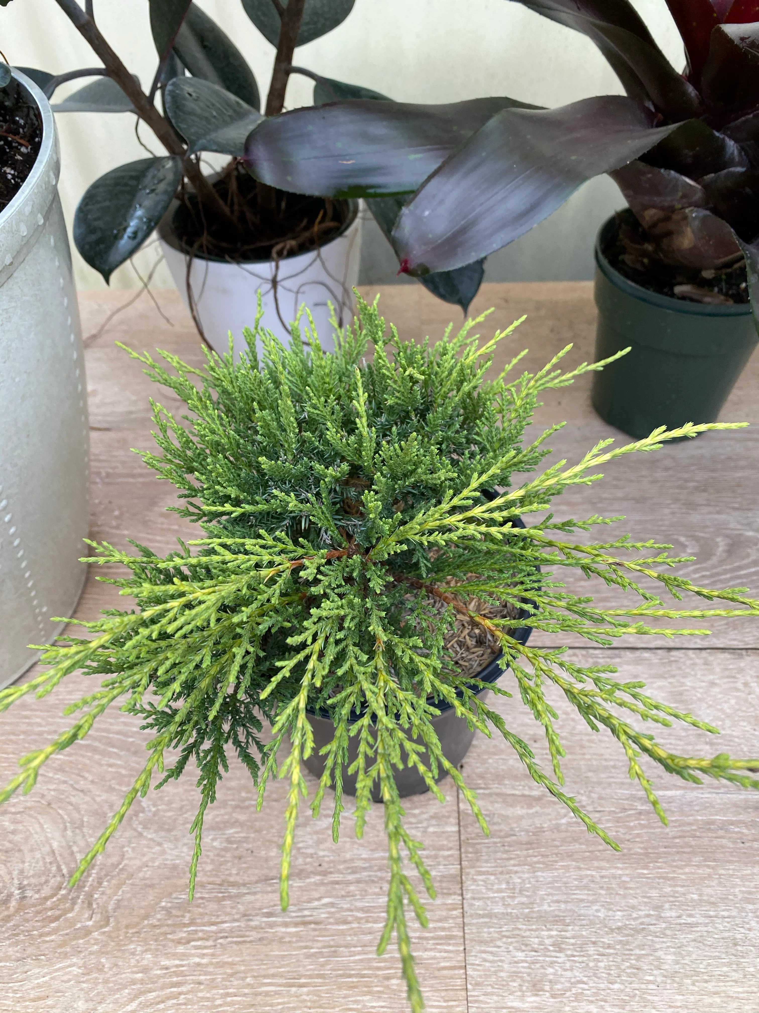 Old Gold Juniper Shrub - Image 5