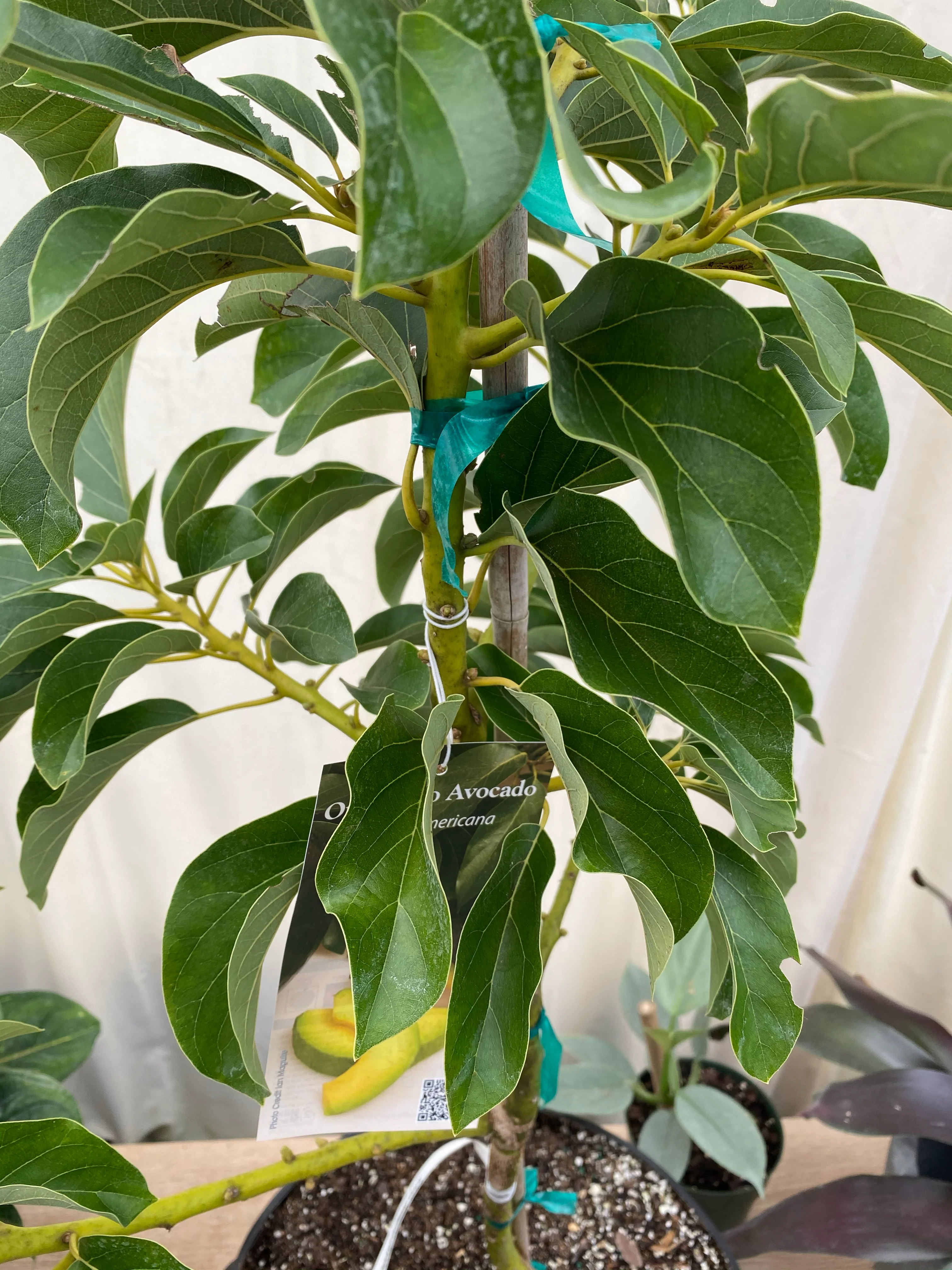 Avocado Fruit Tree, Cold Hardy, Persea Americana - Image 4