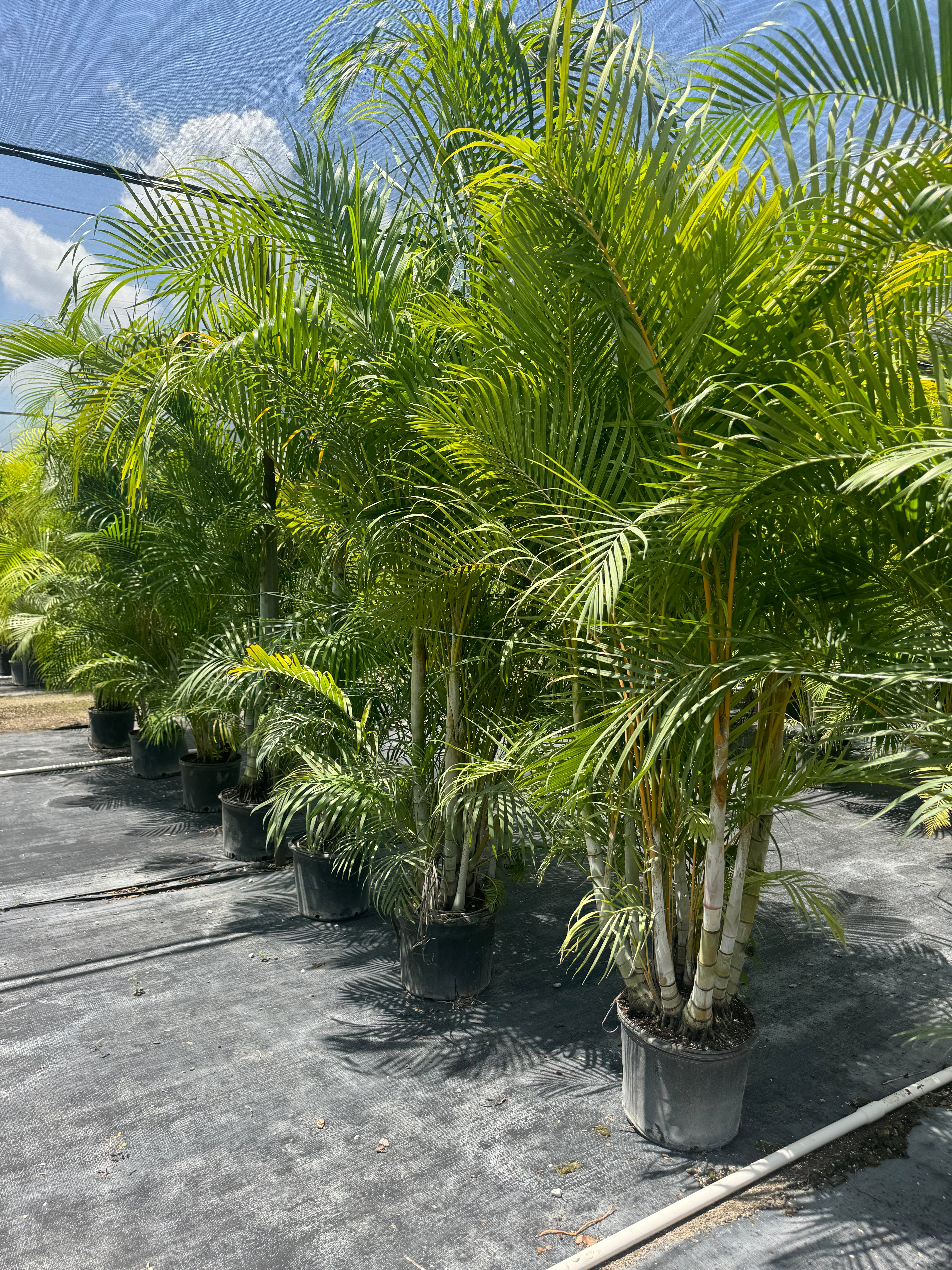 Areca Palm, Golden Cane, Dypsis Lutescens - Image 8