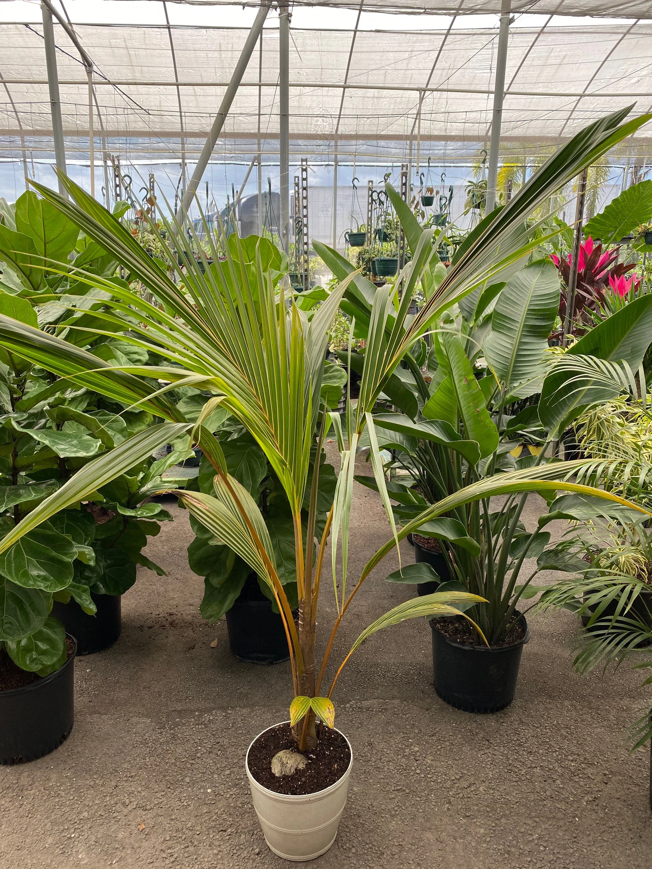 Coconut Tree Red Spicata, Exotic and Rare - Image 8