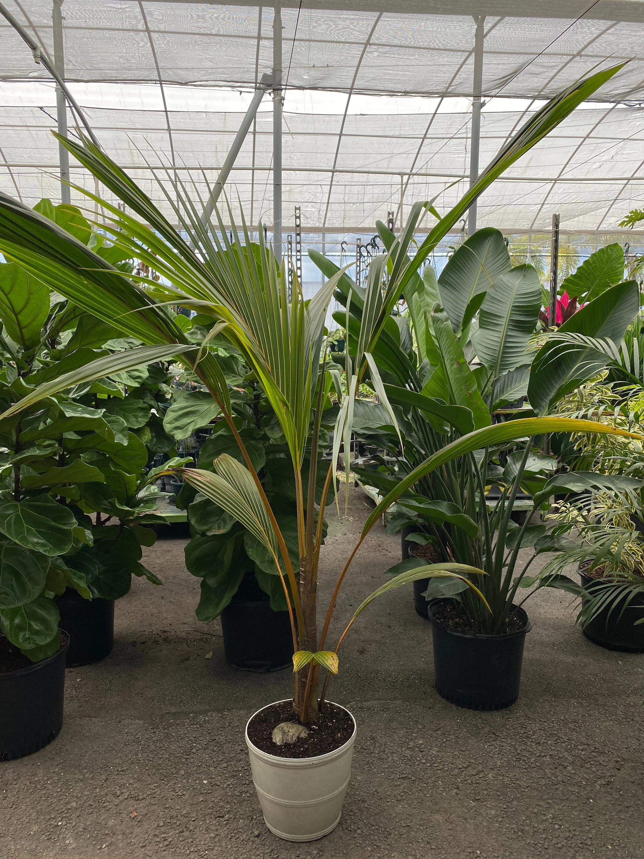 Coconut Tree Red Spicata, Exotic and Rare - Image 9