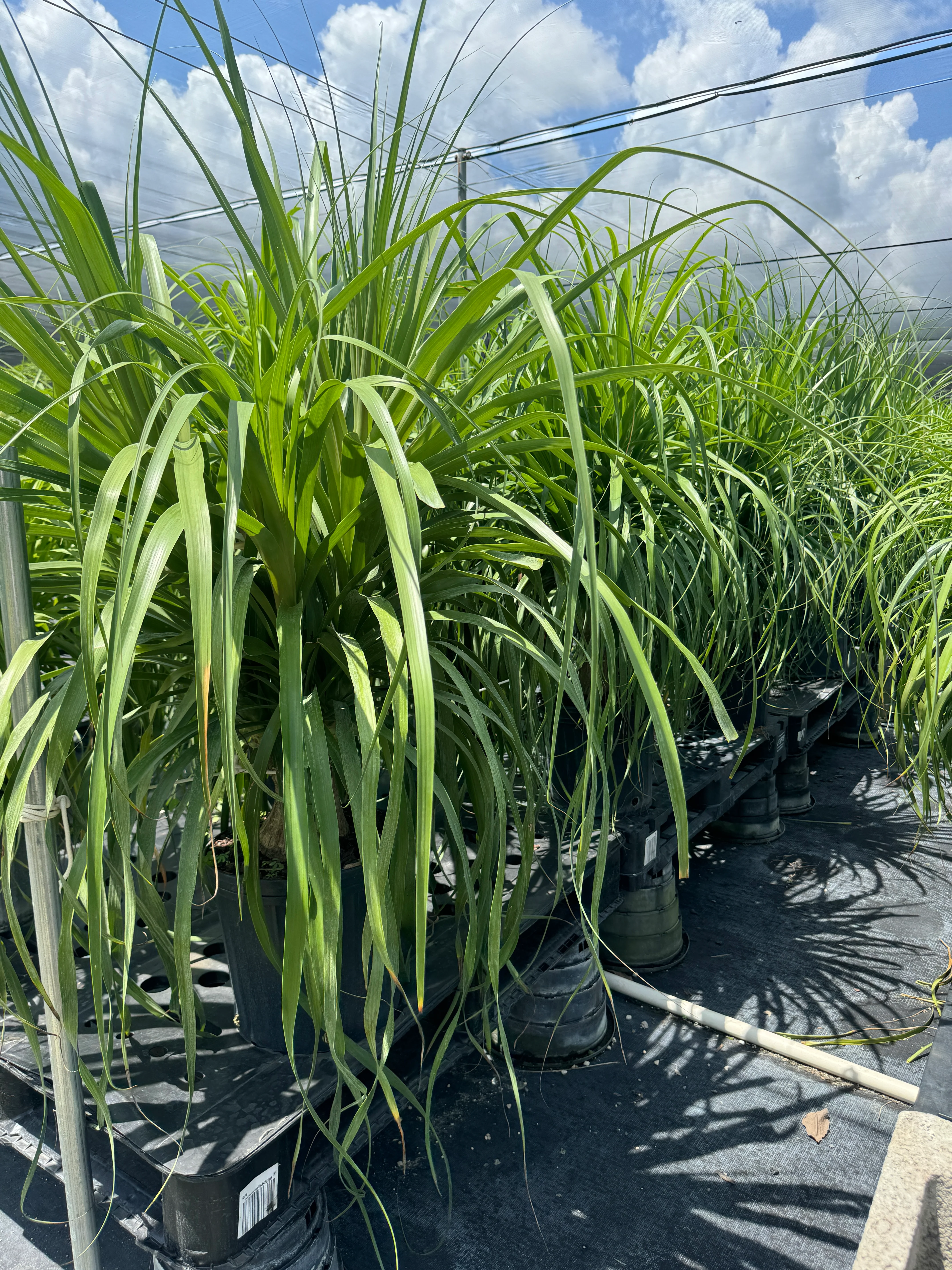 Palm Ponytail Mexican, Elephant Foot Live Plant - Image 5