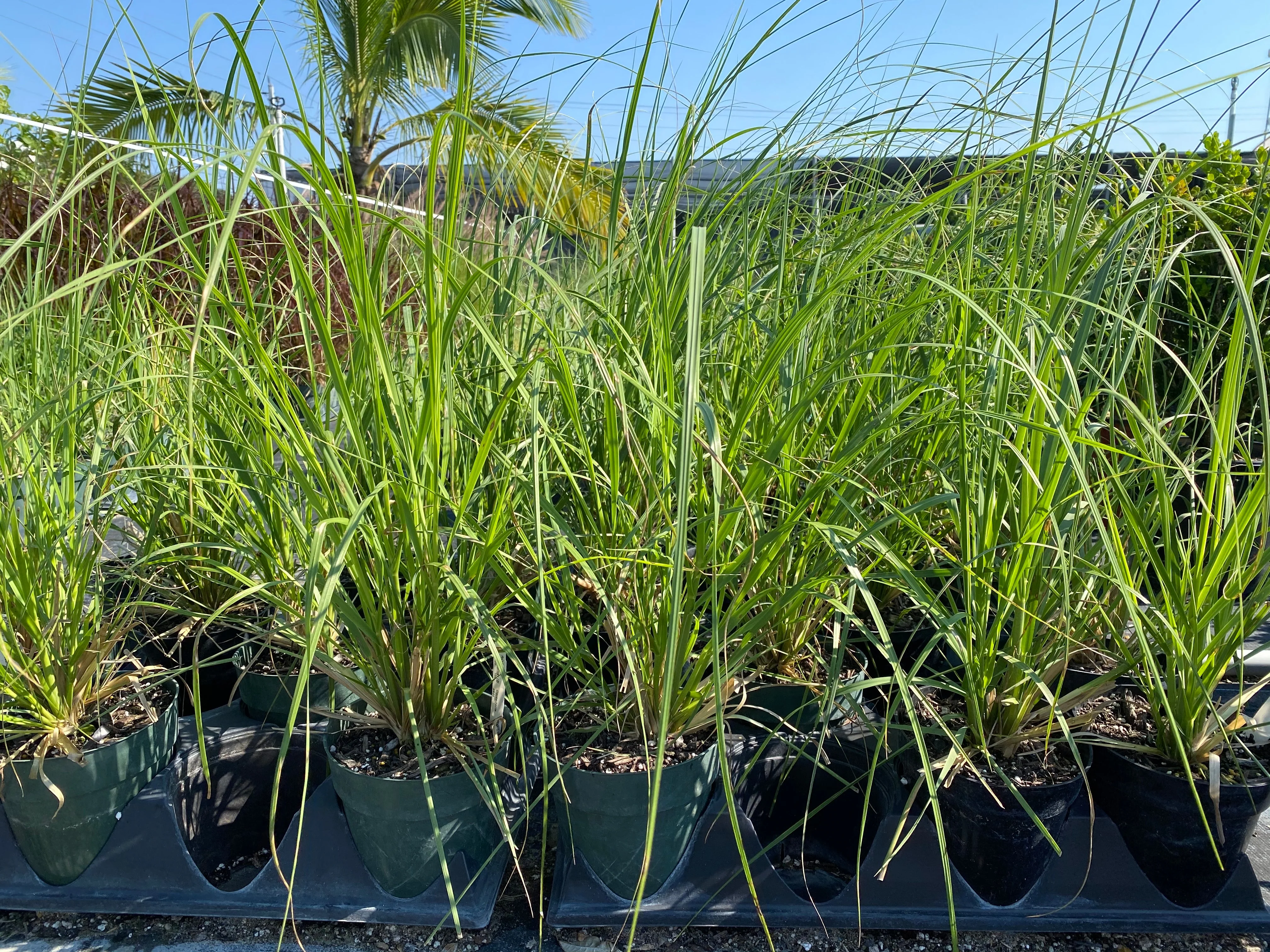 Pampas Grass, Blue Bayou, Cortaderia Selloana - Image 5