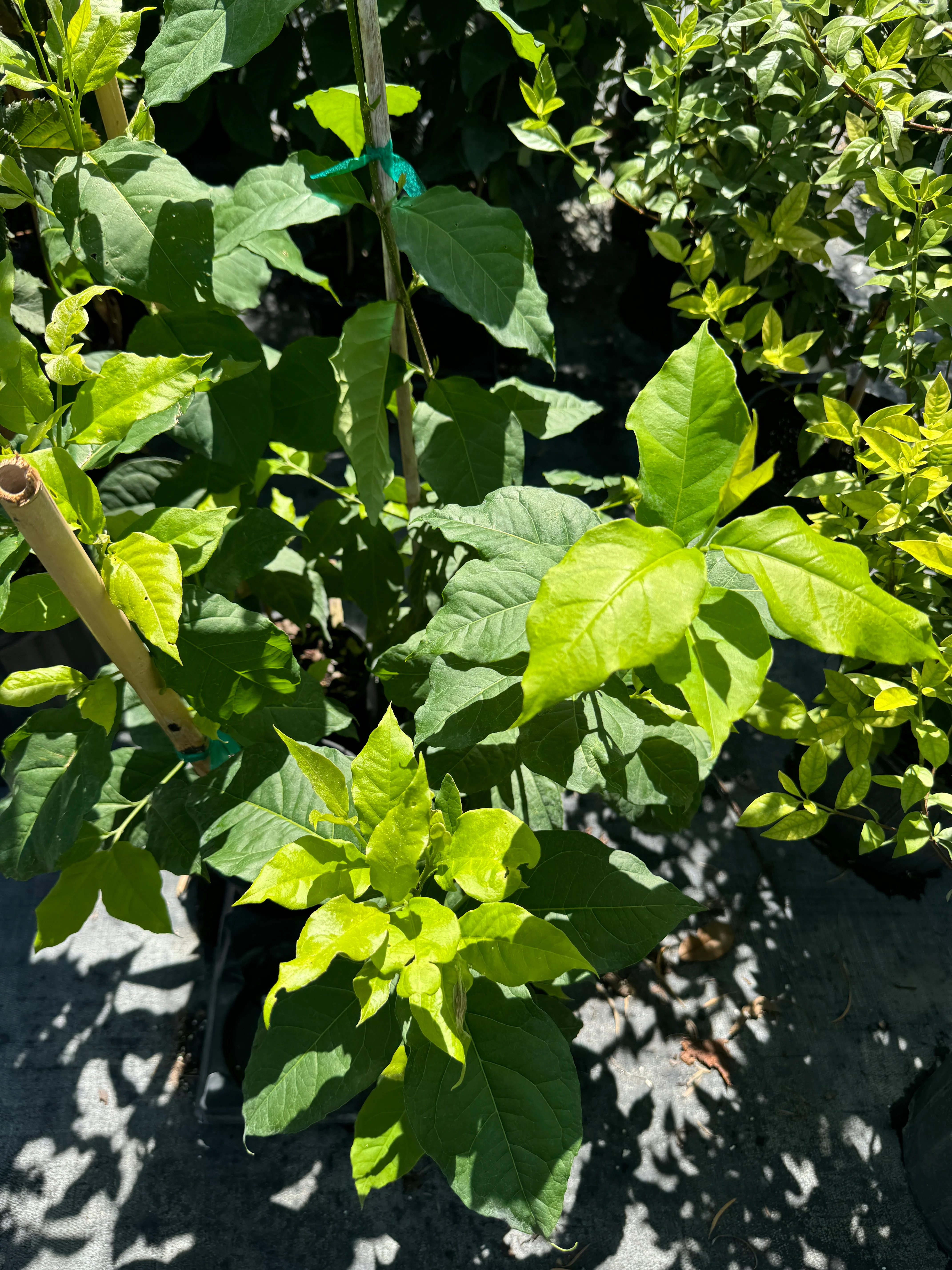 Peanut Butter Fruti Tree, Bunchosia argentea - Image 2