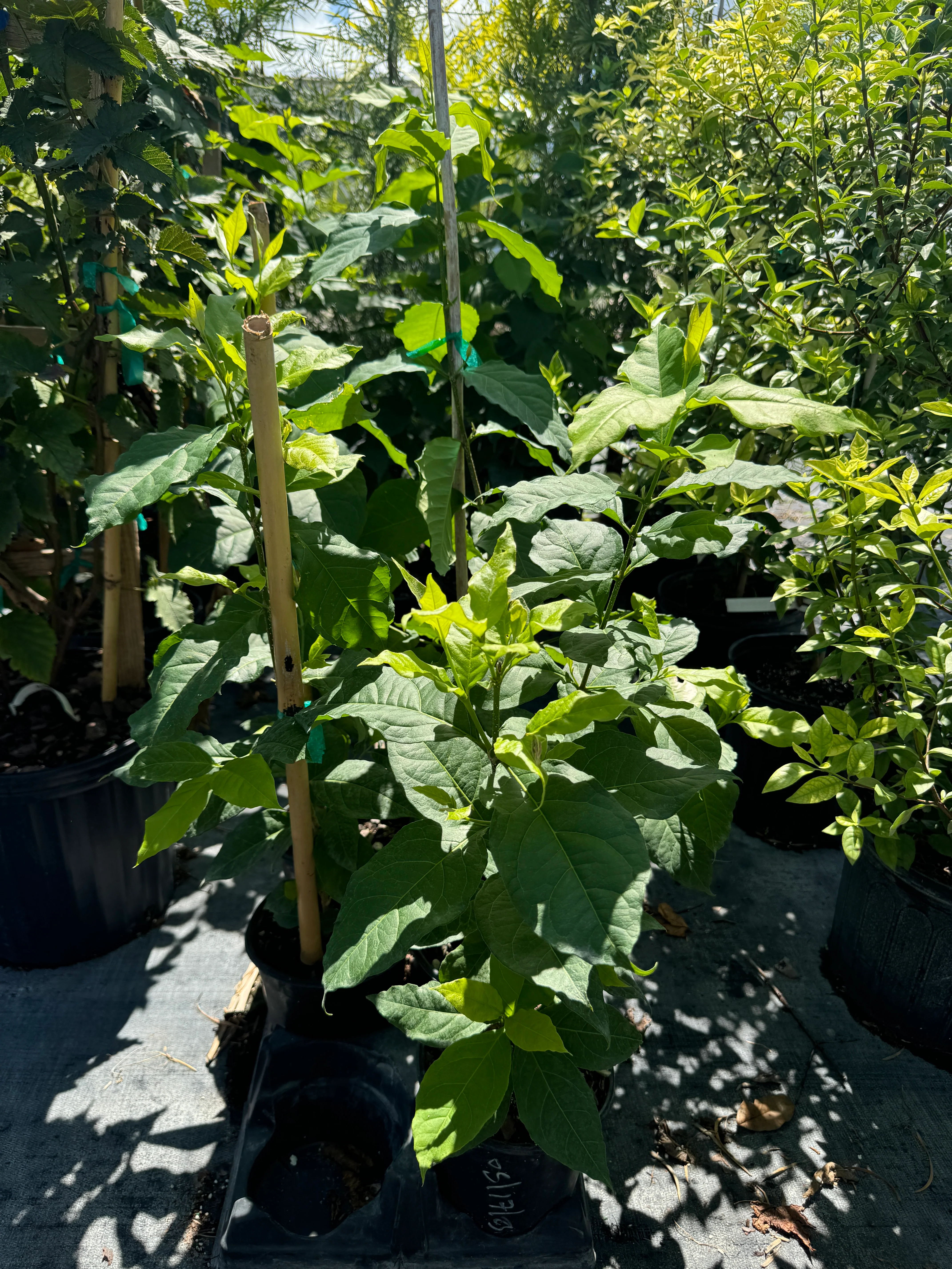Peanut Butter Fruti Tree, Bunchosia argentea - Image 3