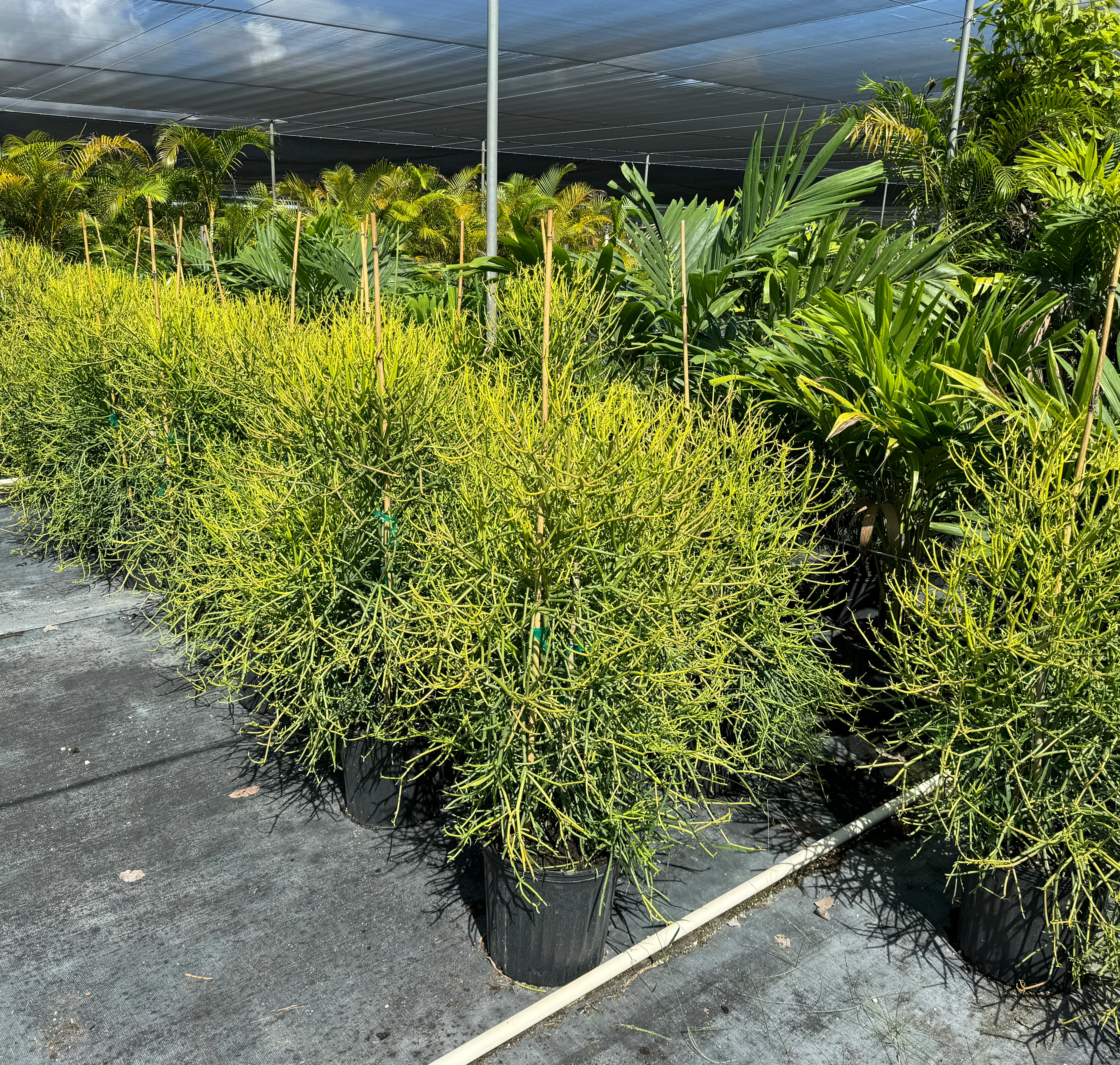 Euphorbia Pencil Tree Cactus, Milk Bush, Sticks of Fire - Image 9
