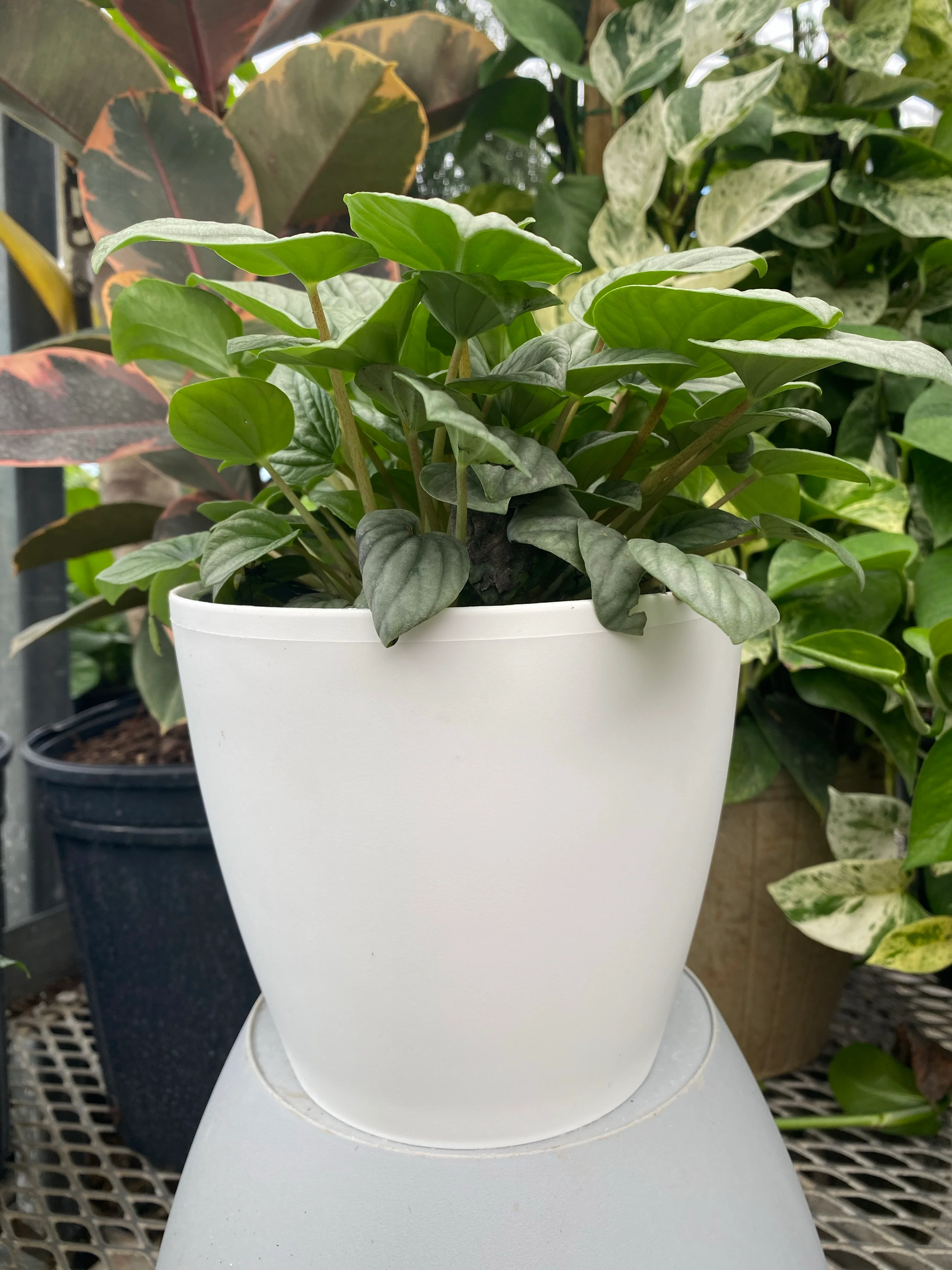 Peperomia Frost, 6in Deco Pot, Live Tropical Plant - Image 3