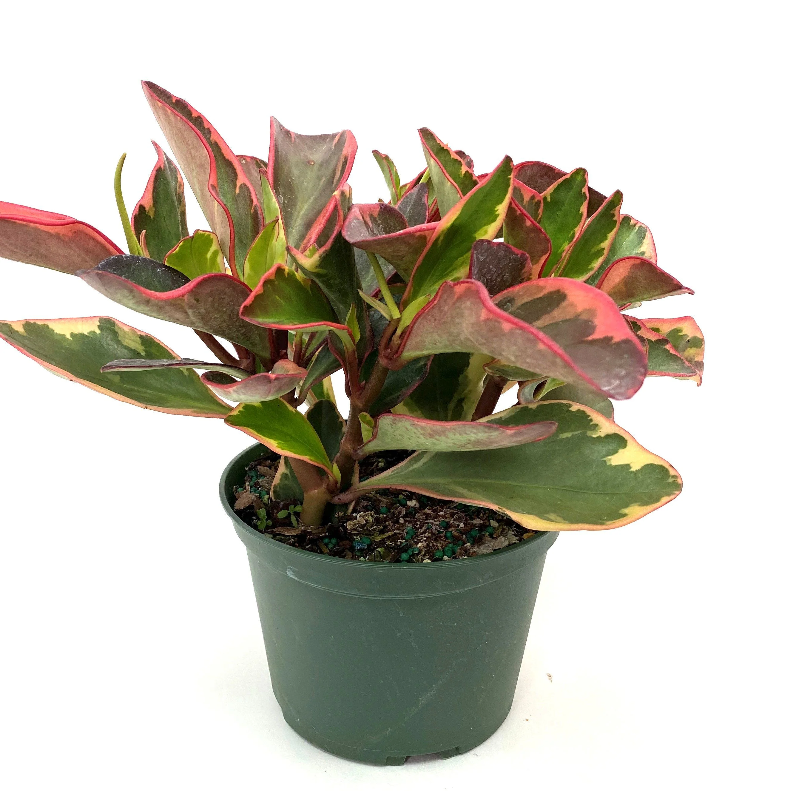 Peperomia Rainbow Ginny, Colorful Baby Rubber Plant - Image 2