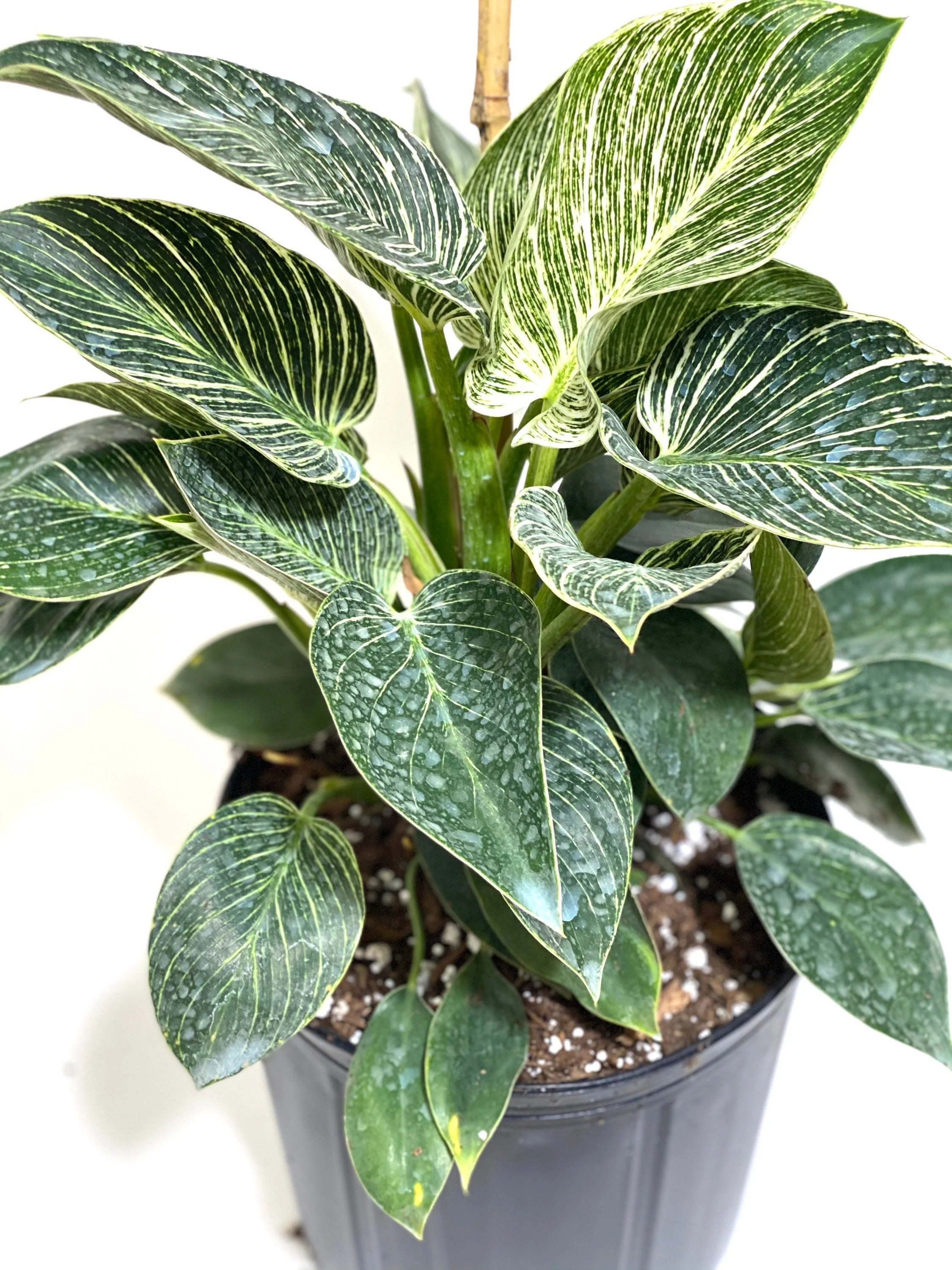 Philodendron Birkin, White Stripe Leaves - Image 5