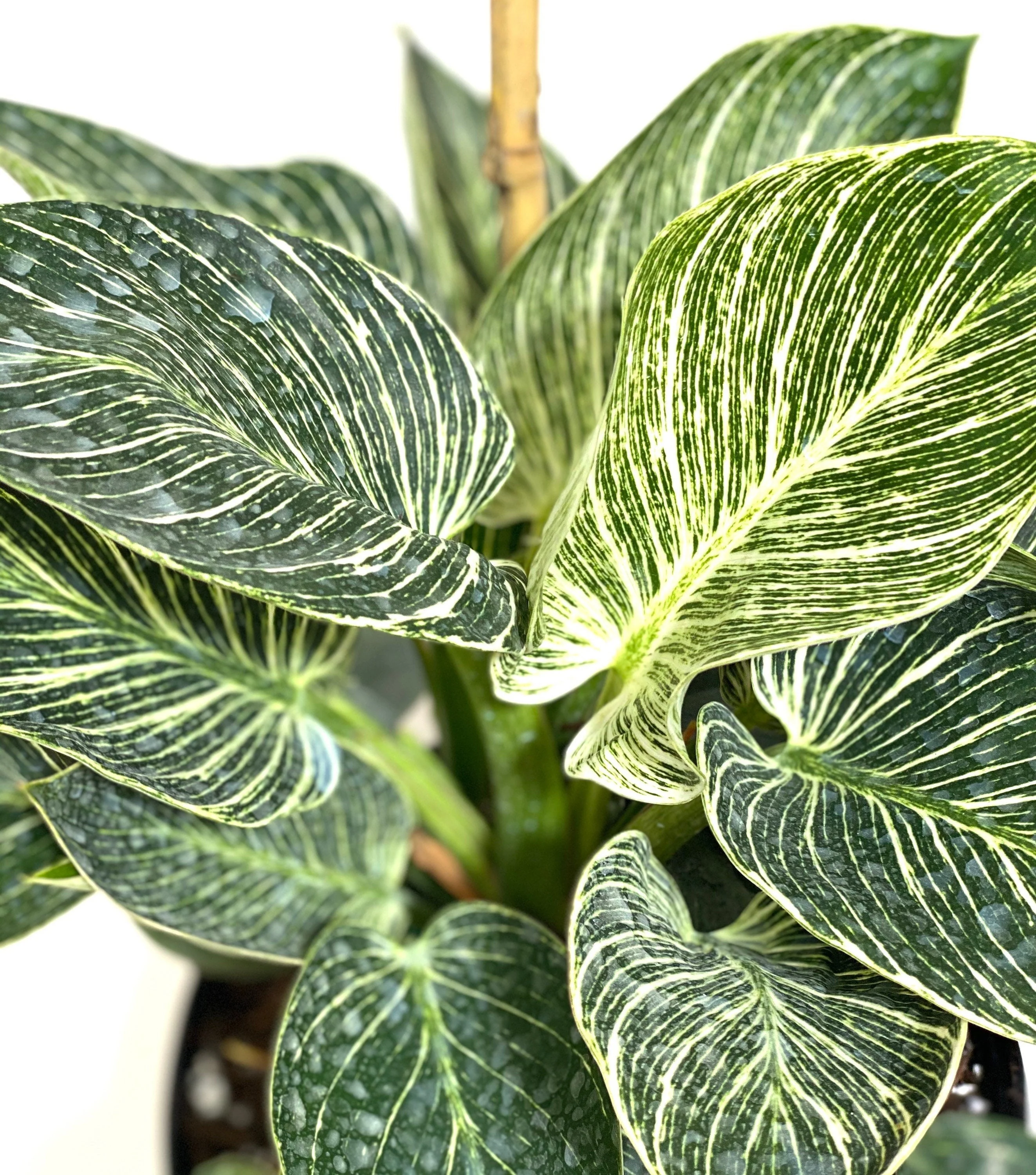 Philodendron Birkin, White Stripe Leaves - Image 6