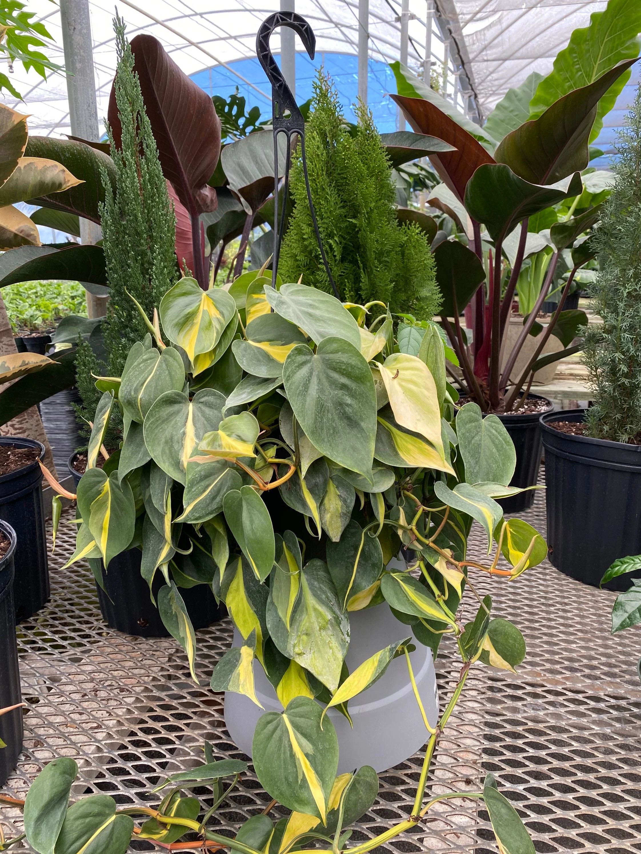 Philodendron Brazil in Hanging Basket, Live Tropical Vining Plant - Image 5