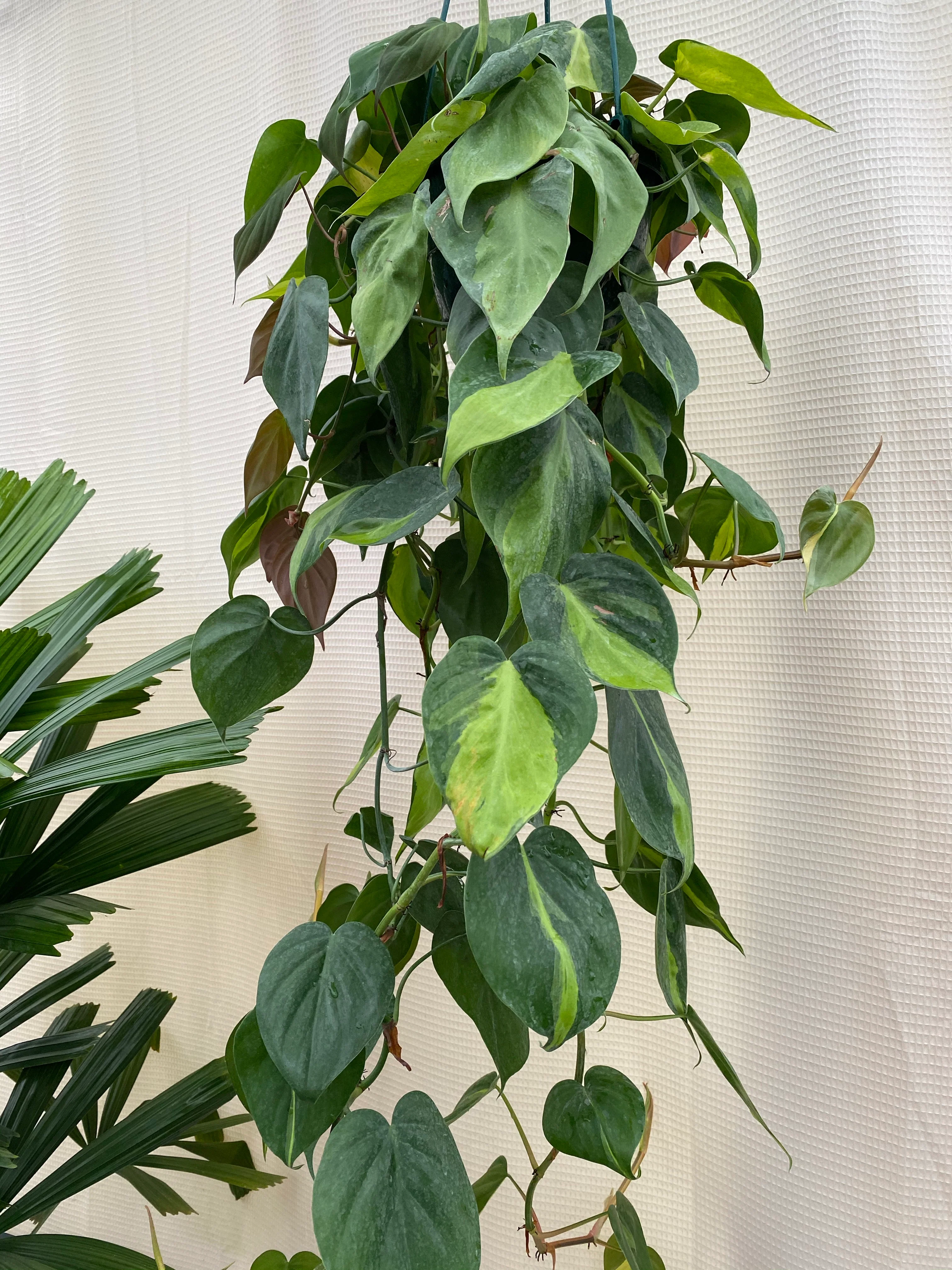 Philodendron Brazil in Hanging Basket, Live Tropical Vining Plant - Image 8