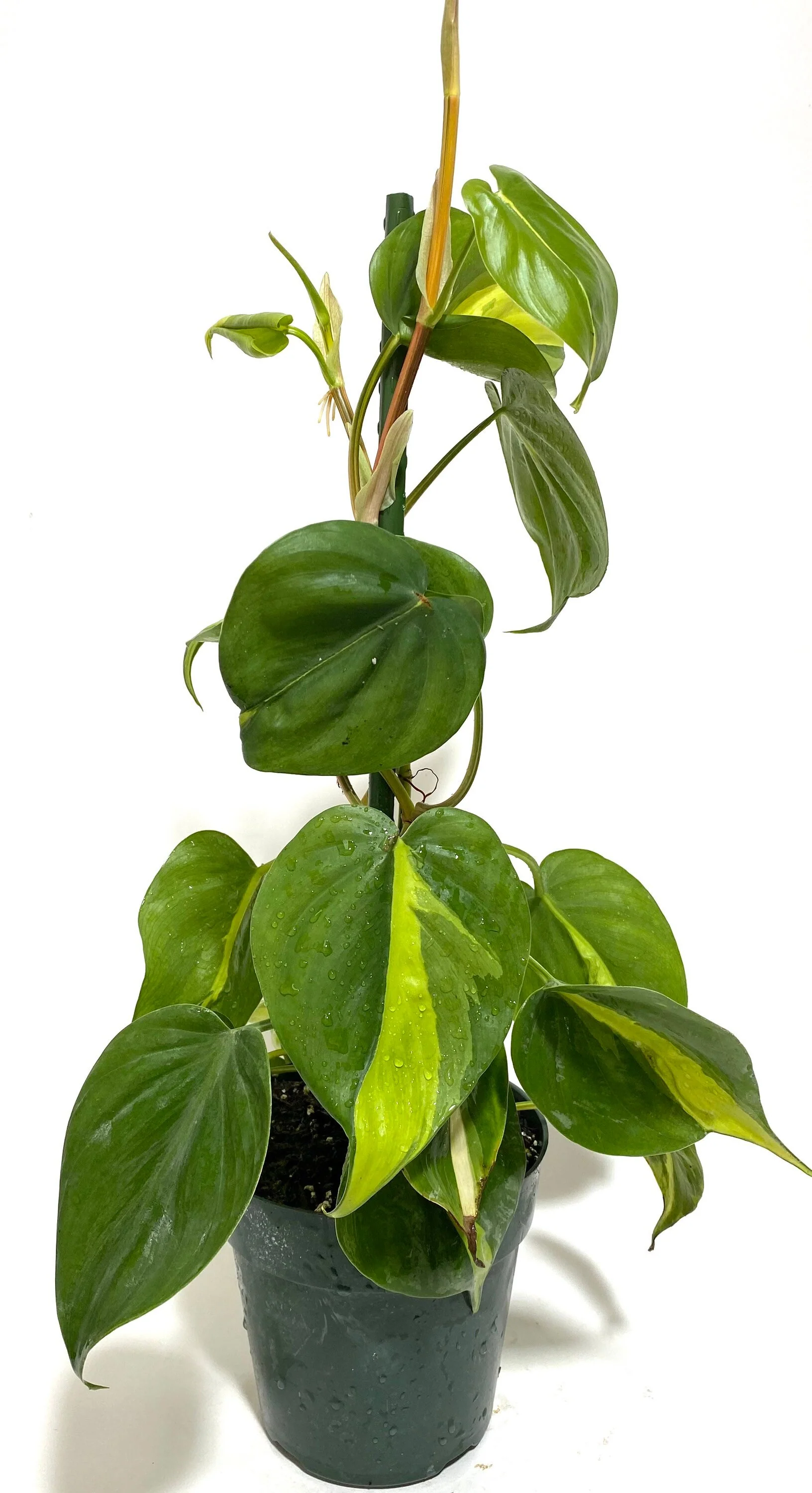 Philodendron Brazil in Trellis, Live Tropical Plant Vine - Image 6