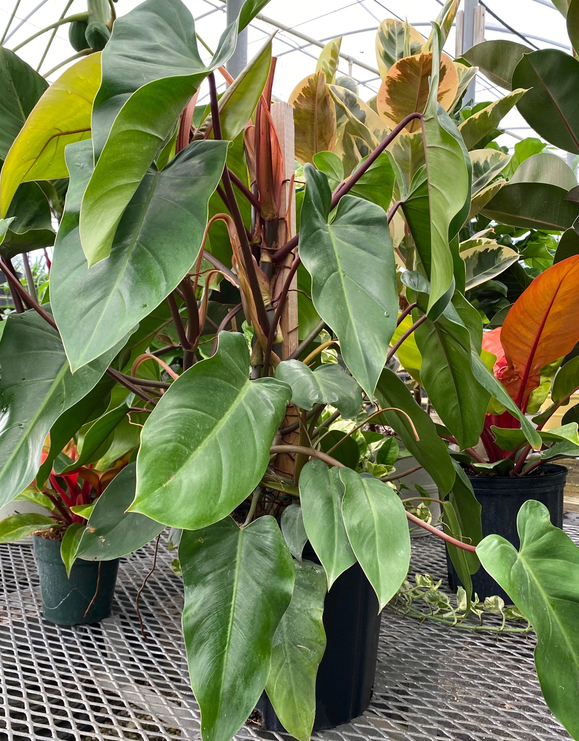 Philodendron Emerald Red in Trellis Exotic Vining Plants