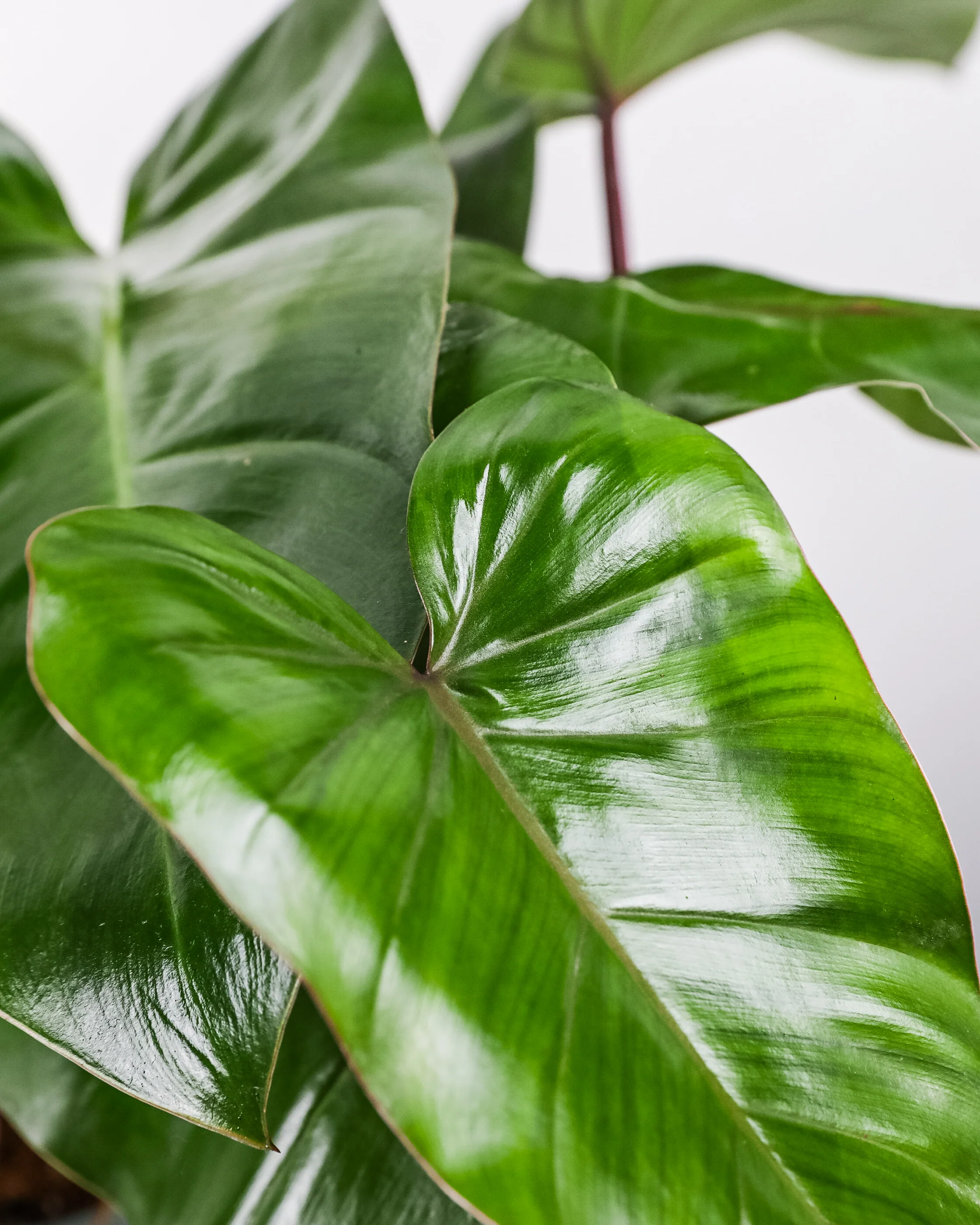 Philodendron Emerald Red in Trellis Exotic Vining Plants - Image 2