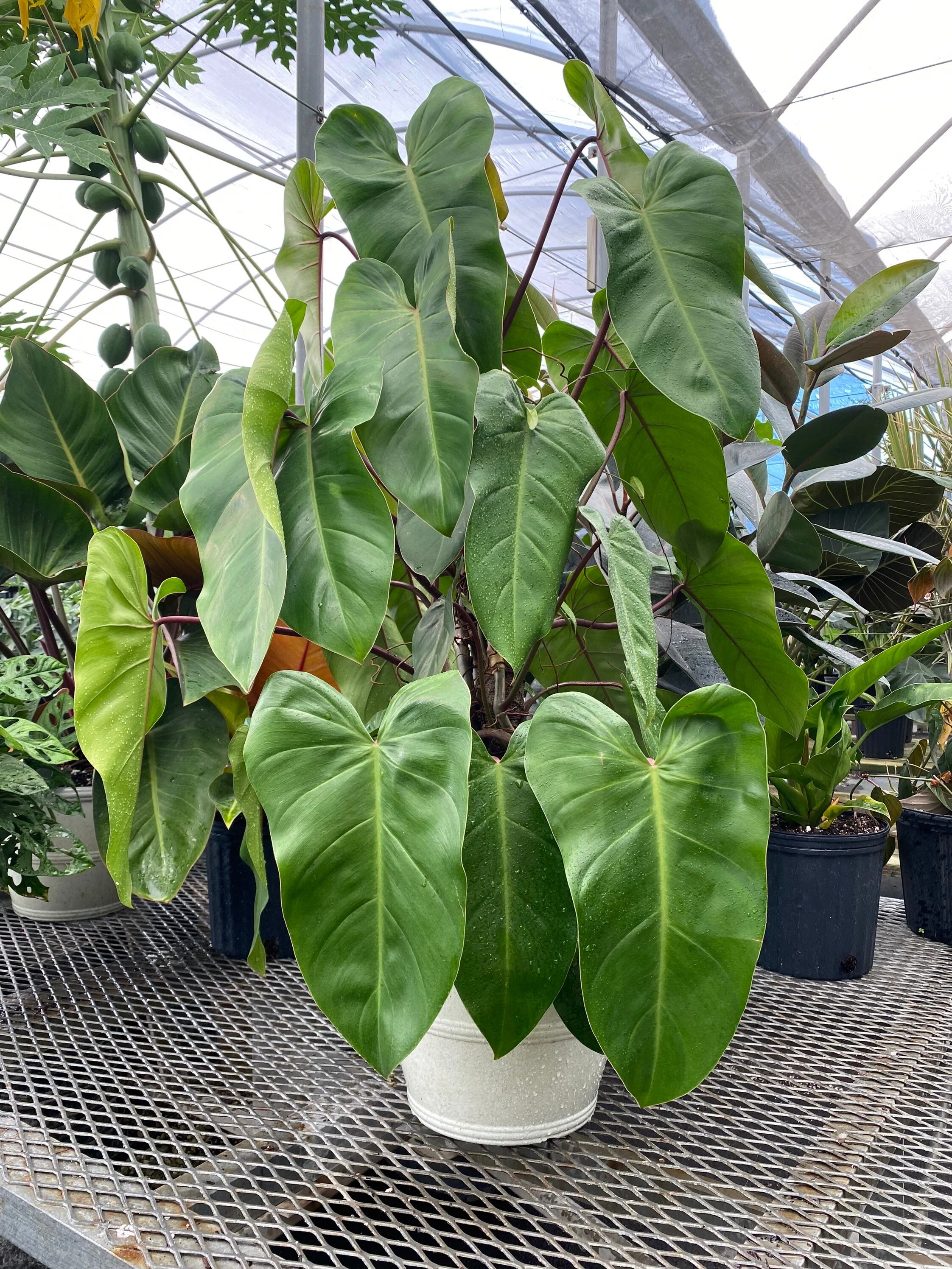 Philodendron Emerald Red in Trellis Exotic Vining Plants - Image 3