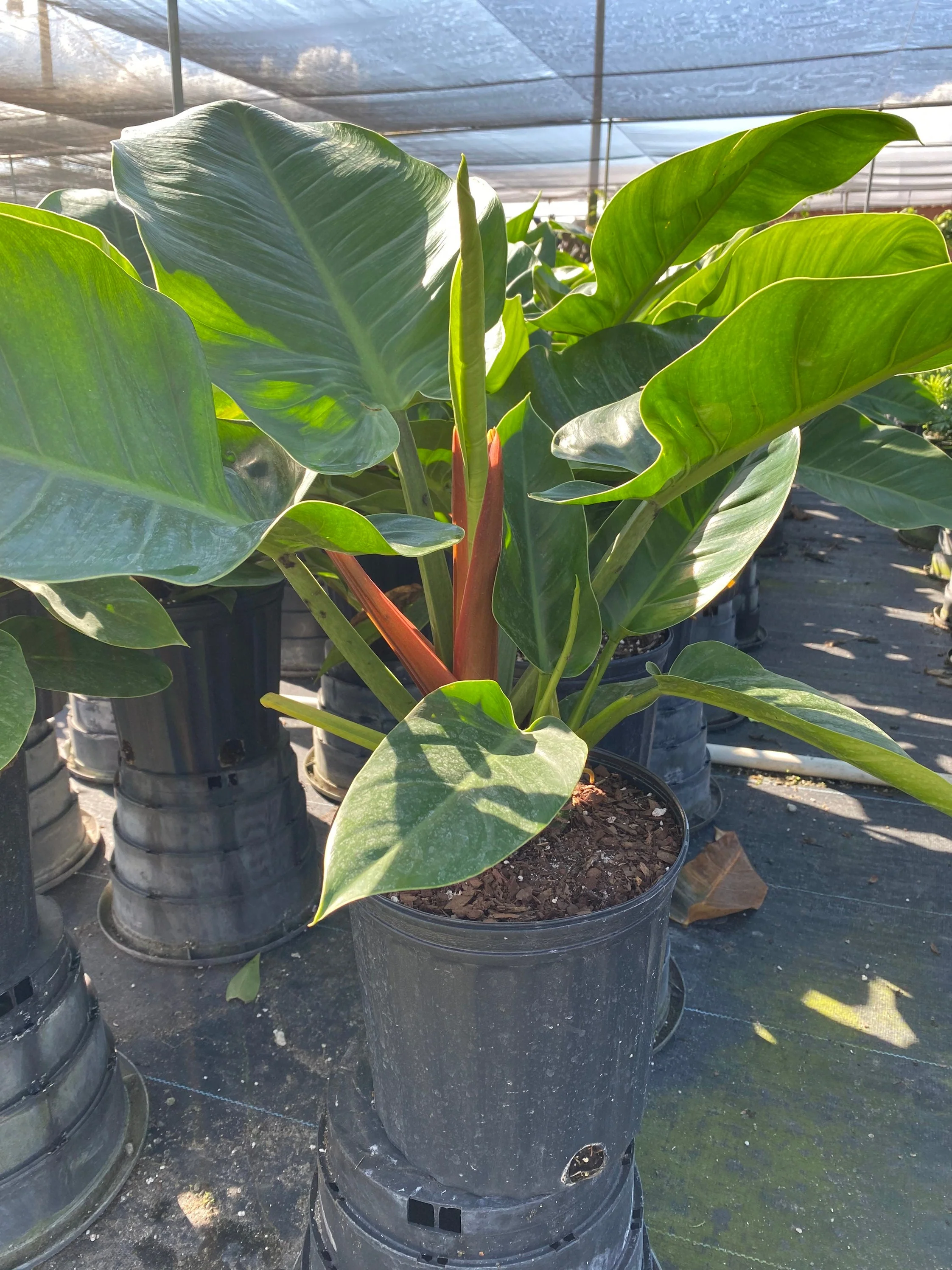 Philodendron Green Princess - Image 3