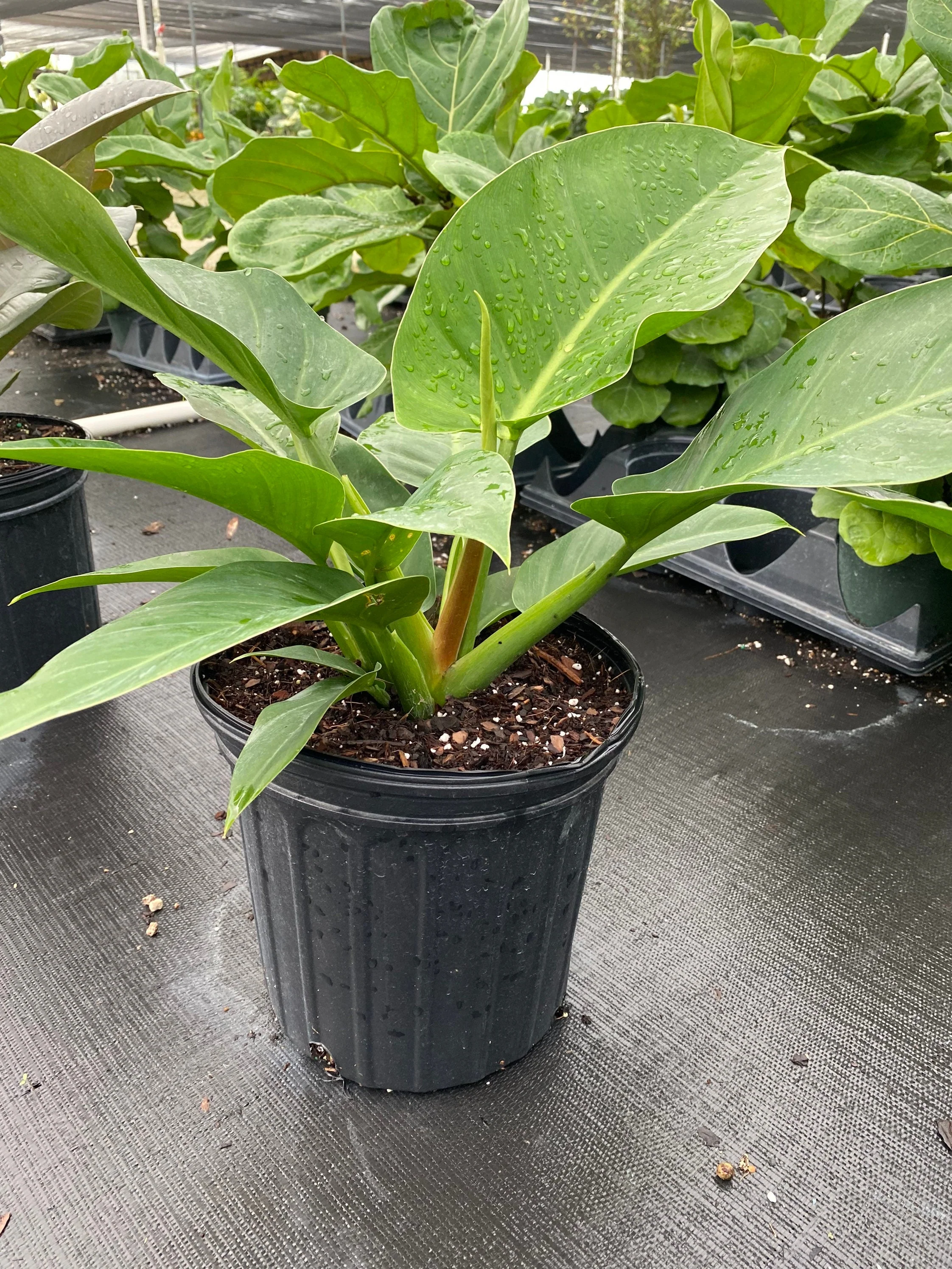 Philodendron Green Princess - Image 5