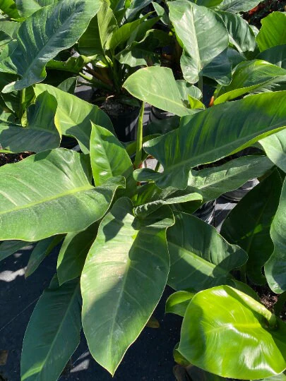 Philodendron Imperial Green - Image 5