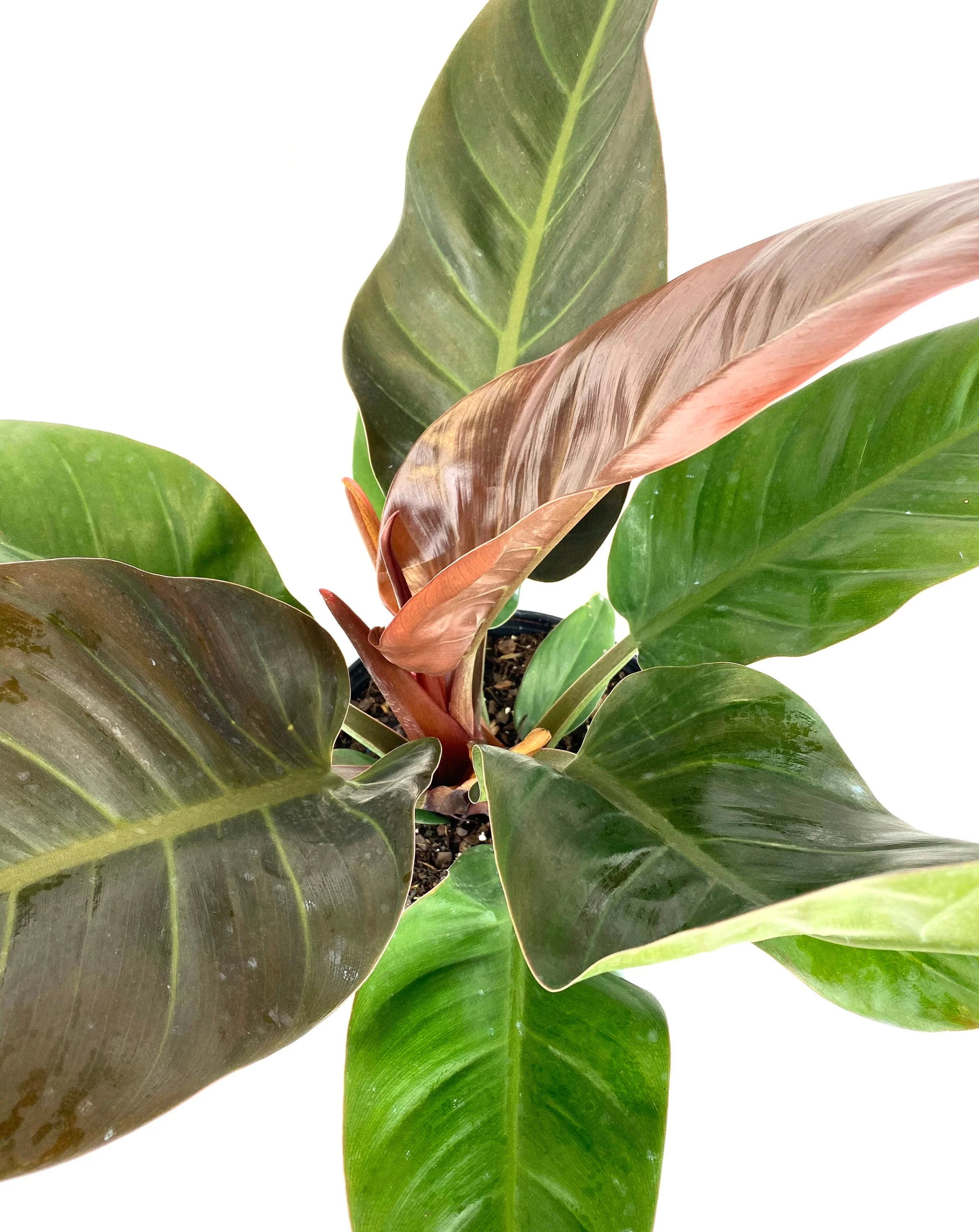 Philodendron Imperial Red - Image 3