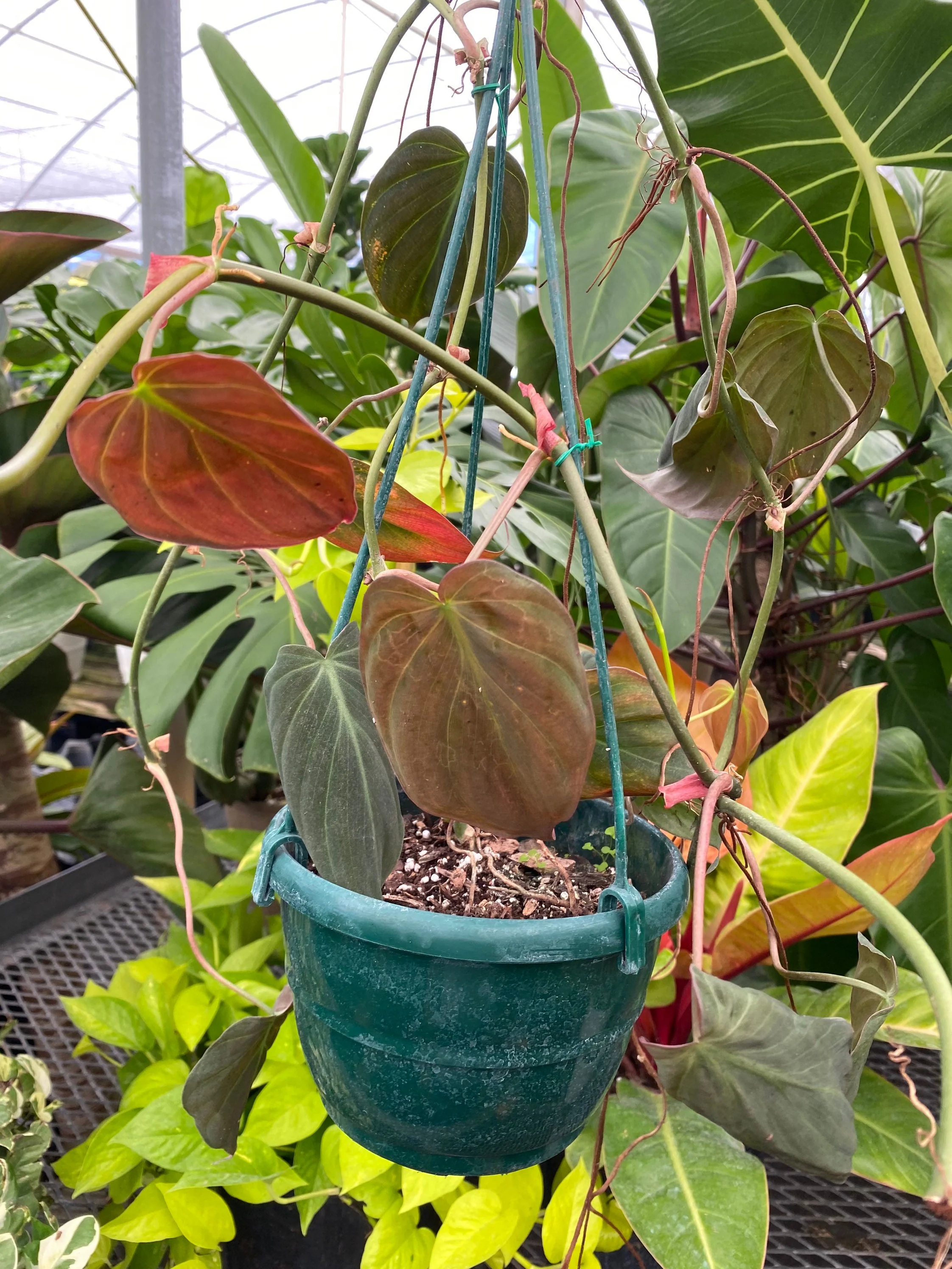 Philodendron Micans in Hanging Basket, Live Plant Vines - Image 3