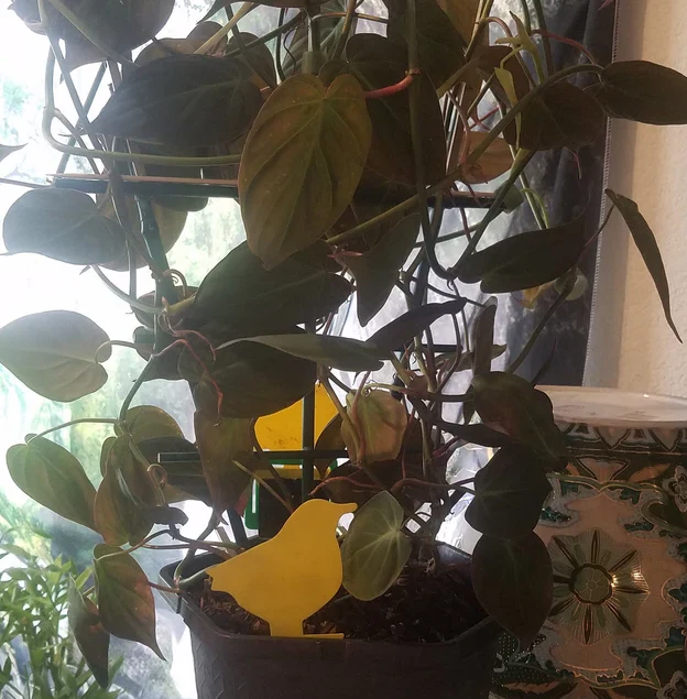Philodendron Micans in Hanging Basket, Live Plant Vines - Image 4