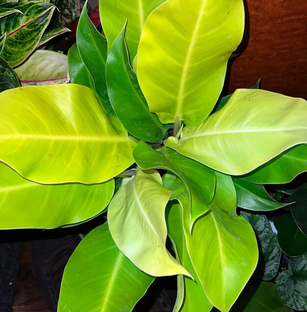 Philodendron Moonlight - Image 5