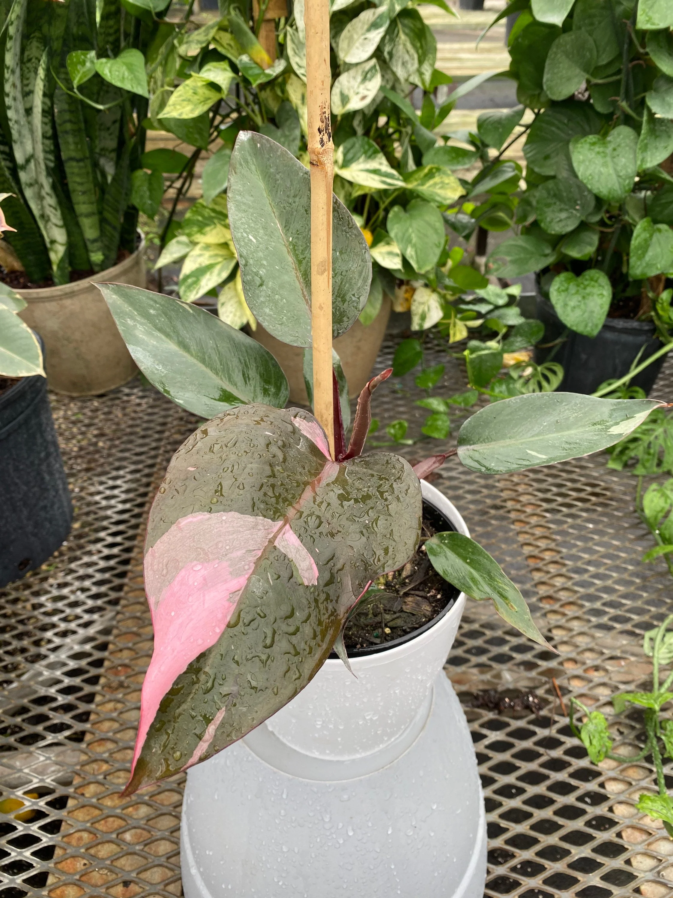 Philodendron Pink Princess in Trellis, Philodendron Erubescens - Image 3