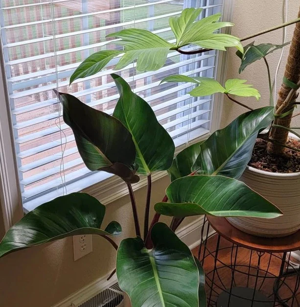 Philodendron Red Congo, Tropical Forest Plant - Image 5