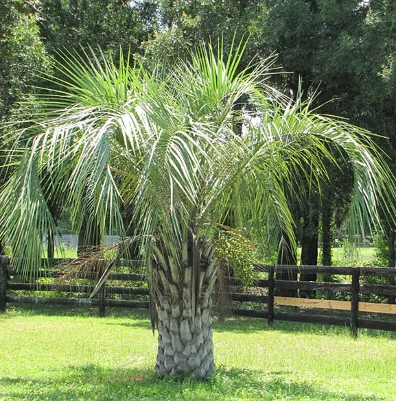 Pindo Palm, Jelly Palm, Cocos Australis - Image 4