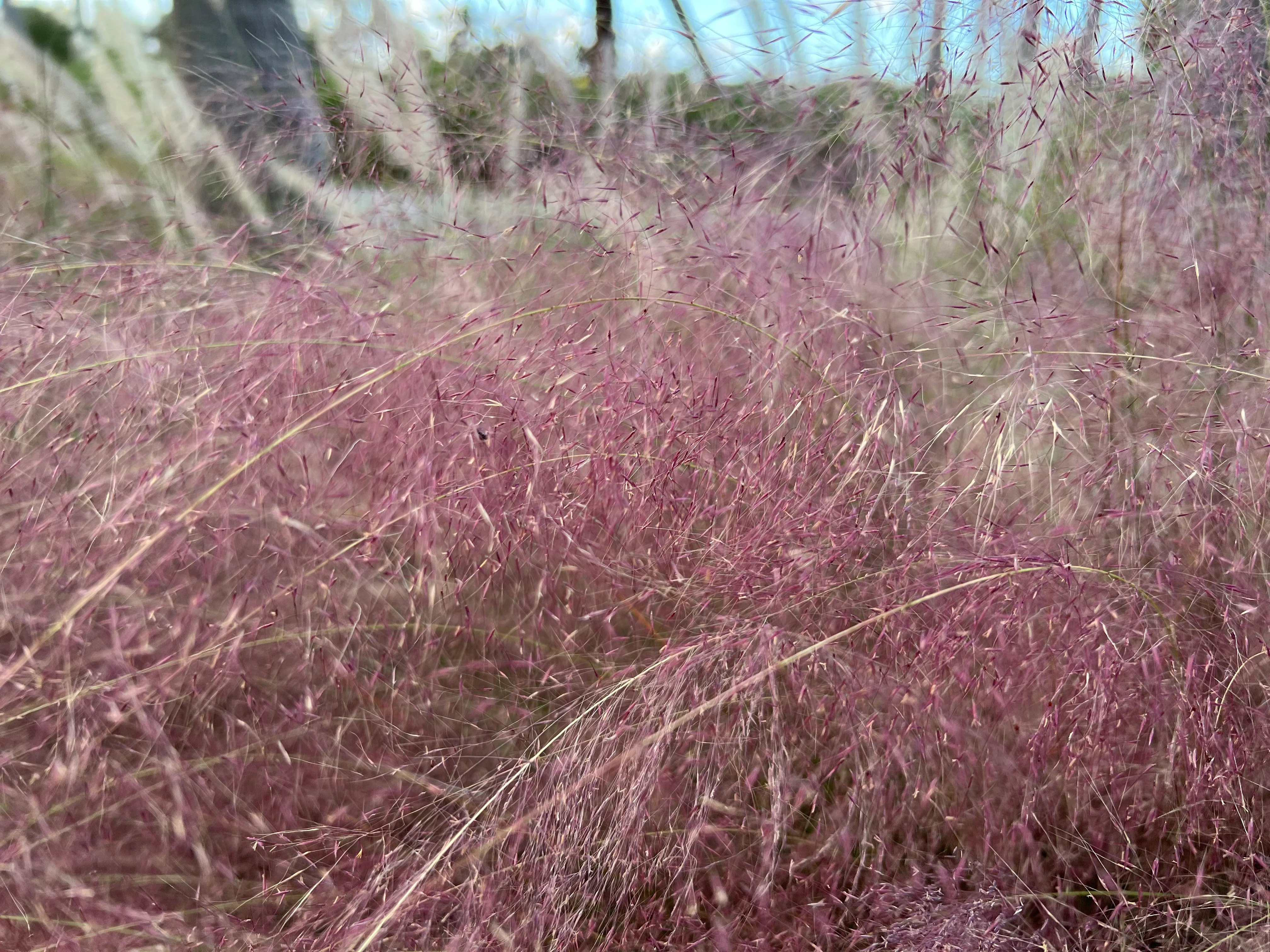 Pink Muhly Grass Pink Cloud - Image 7