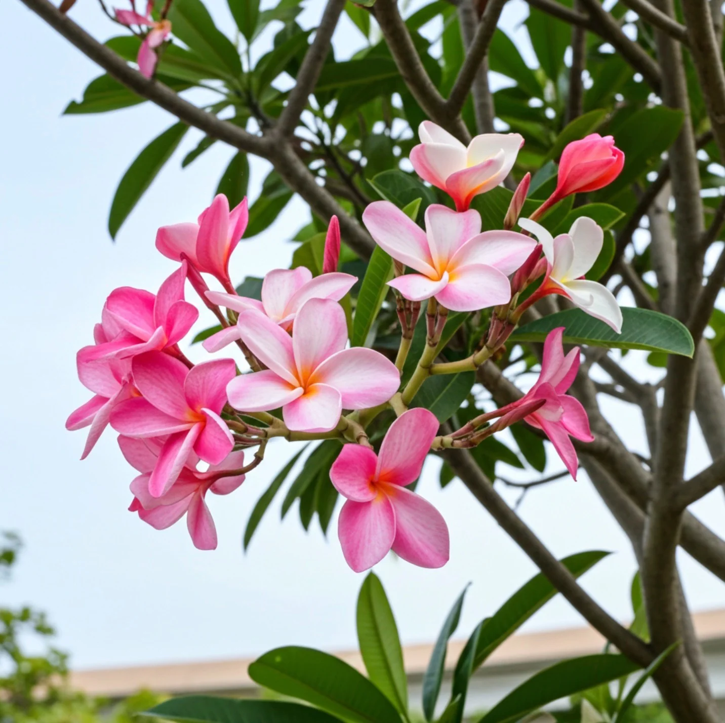 Plumeria Rubra Pink Orchid Flowering Tree - Image 10