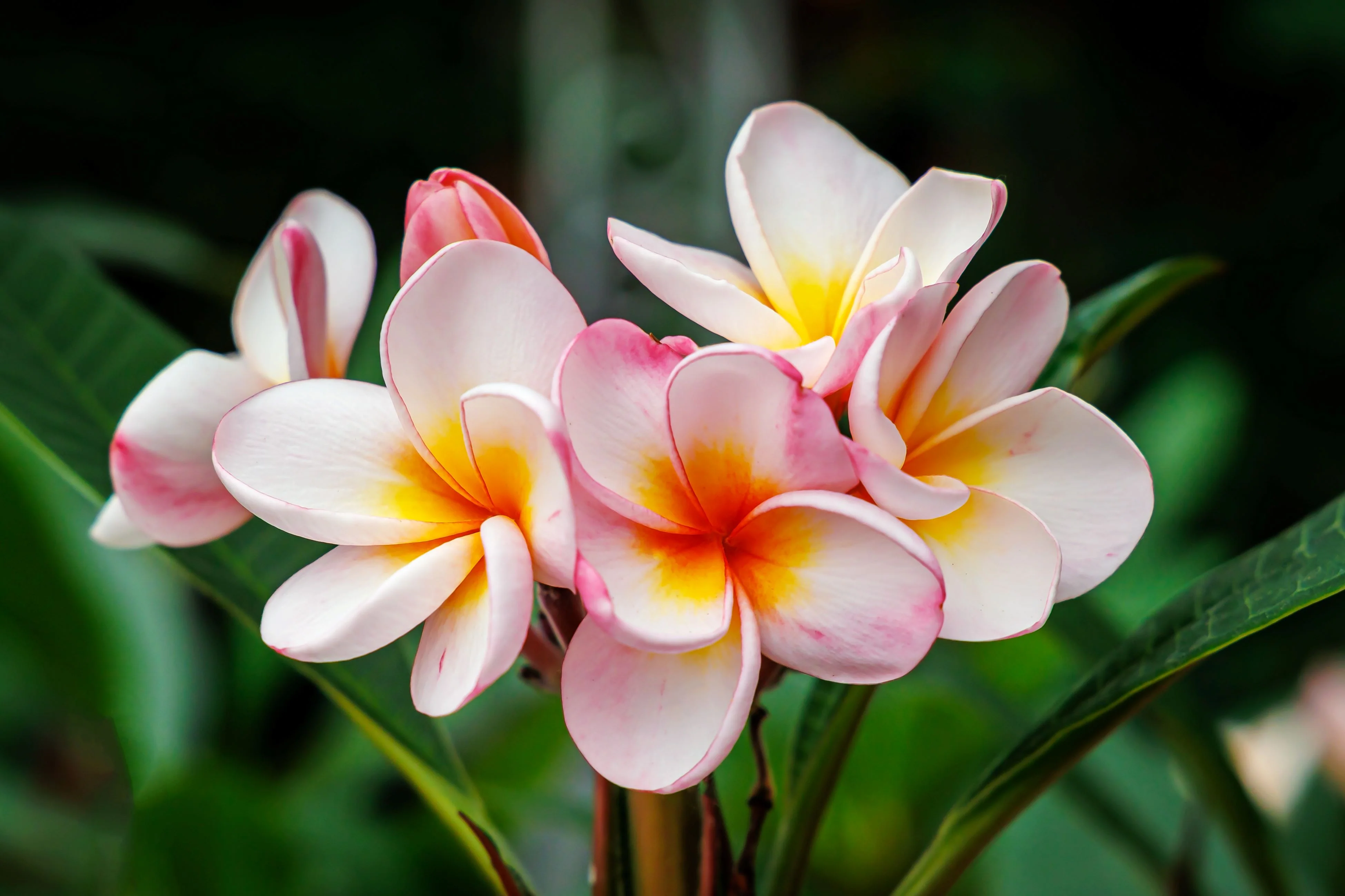 Plumeria Frangipani Obtusa Pink Orchid Flowering Tree - Image 2