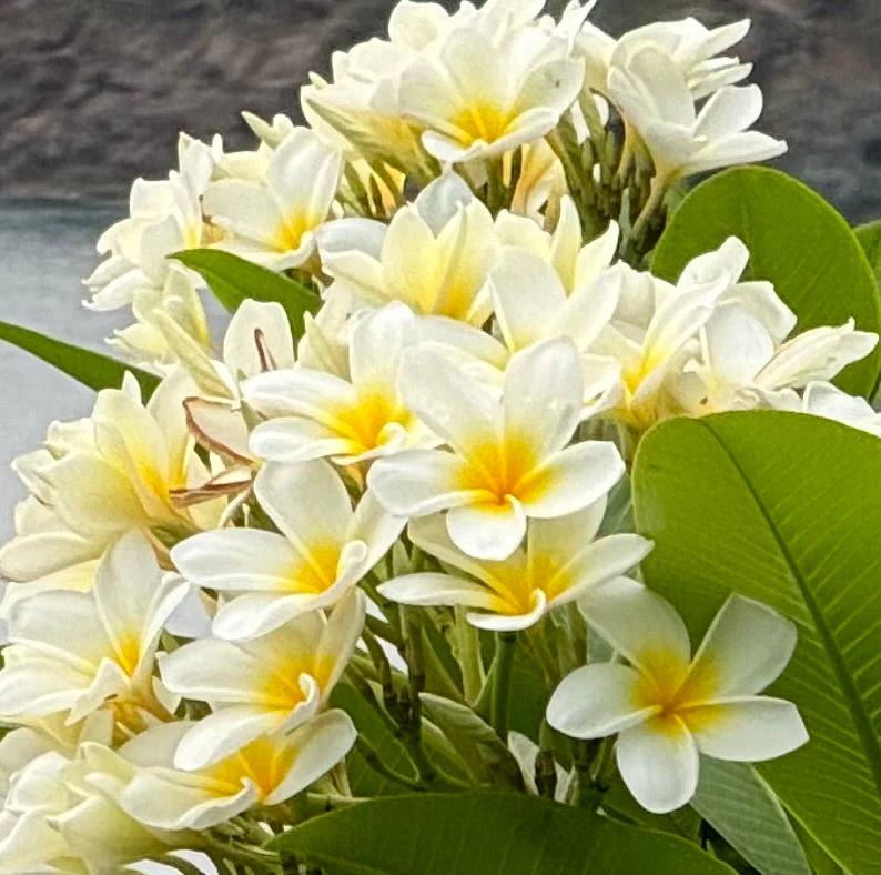 Plumeria Rubra White Orchid Flowering Tree - Image 2