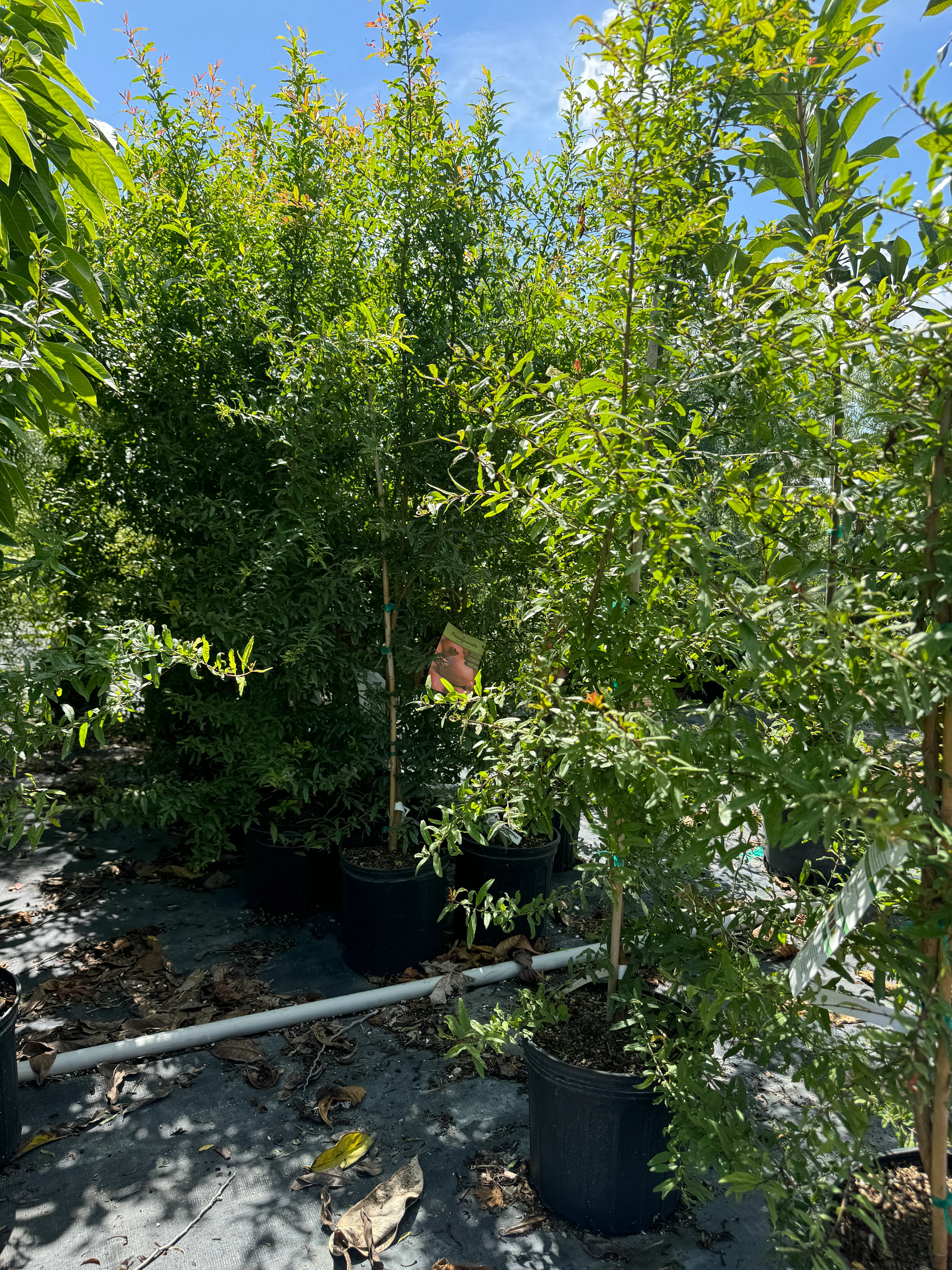 Pomegranate Salavatski Fruit Tree, Russian Red Pomegranate - Image 7