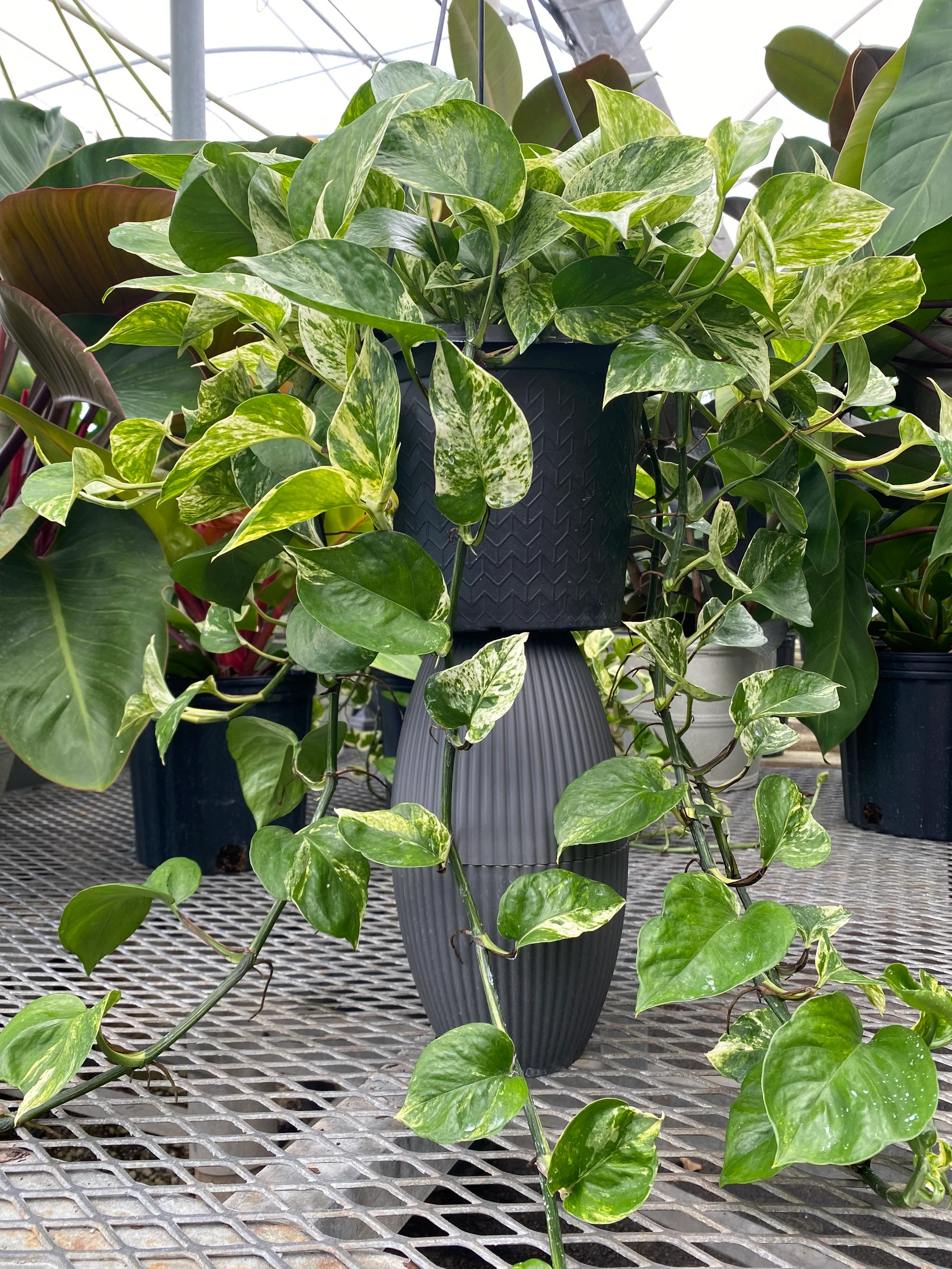 Pothos Marble Queen in Hanging Basket, Live Patio Plant - Image 2