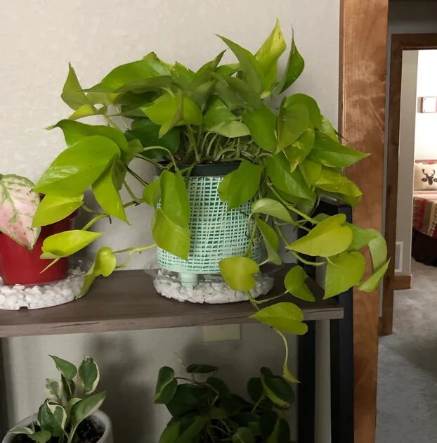 Pothos Neon in Hanging Basket, Stunning Vine Colors - Image 5