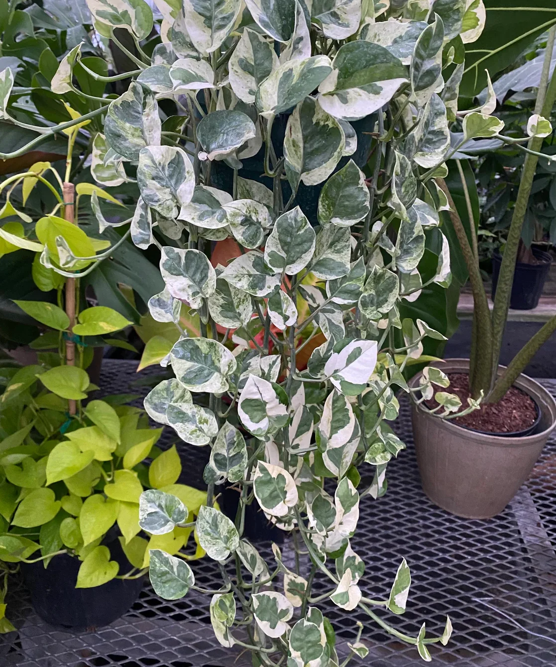 Pothos N'Joy, Pearls and Jade in Hanging Basket, Devil’s Ivy Variegated - Image 8