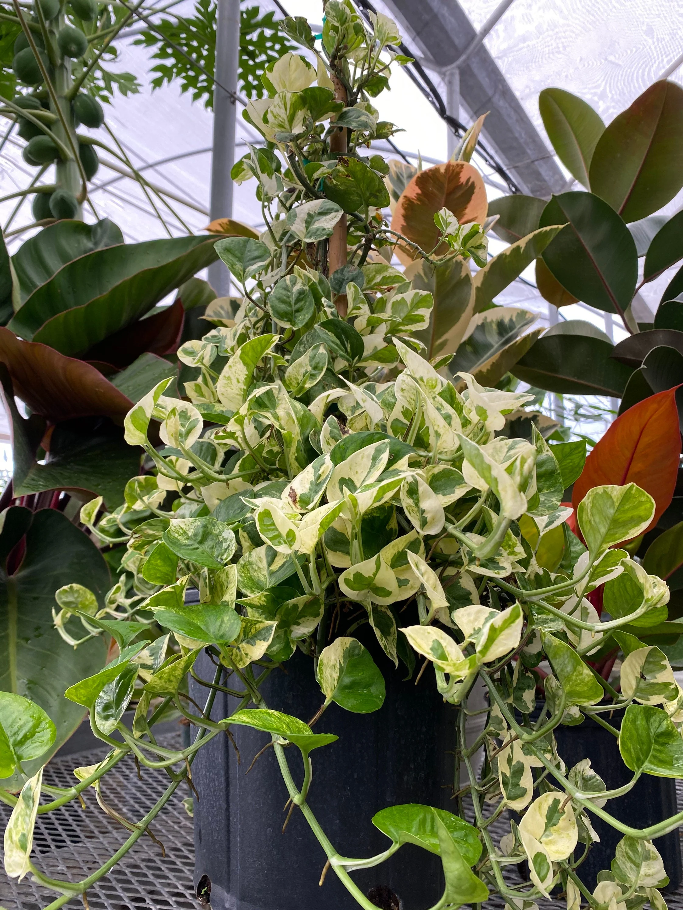 Pothos N'joy, Pearls and Jade in Trellis, Devil’s Ivy Variegated - Image 3
