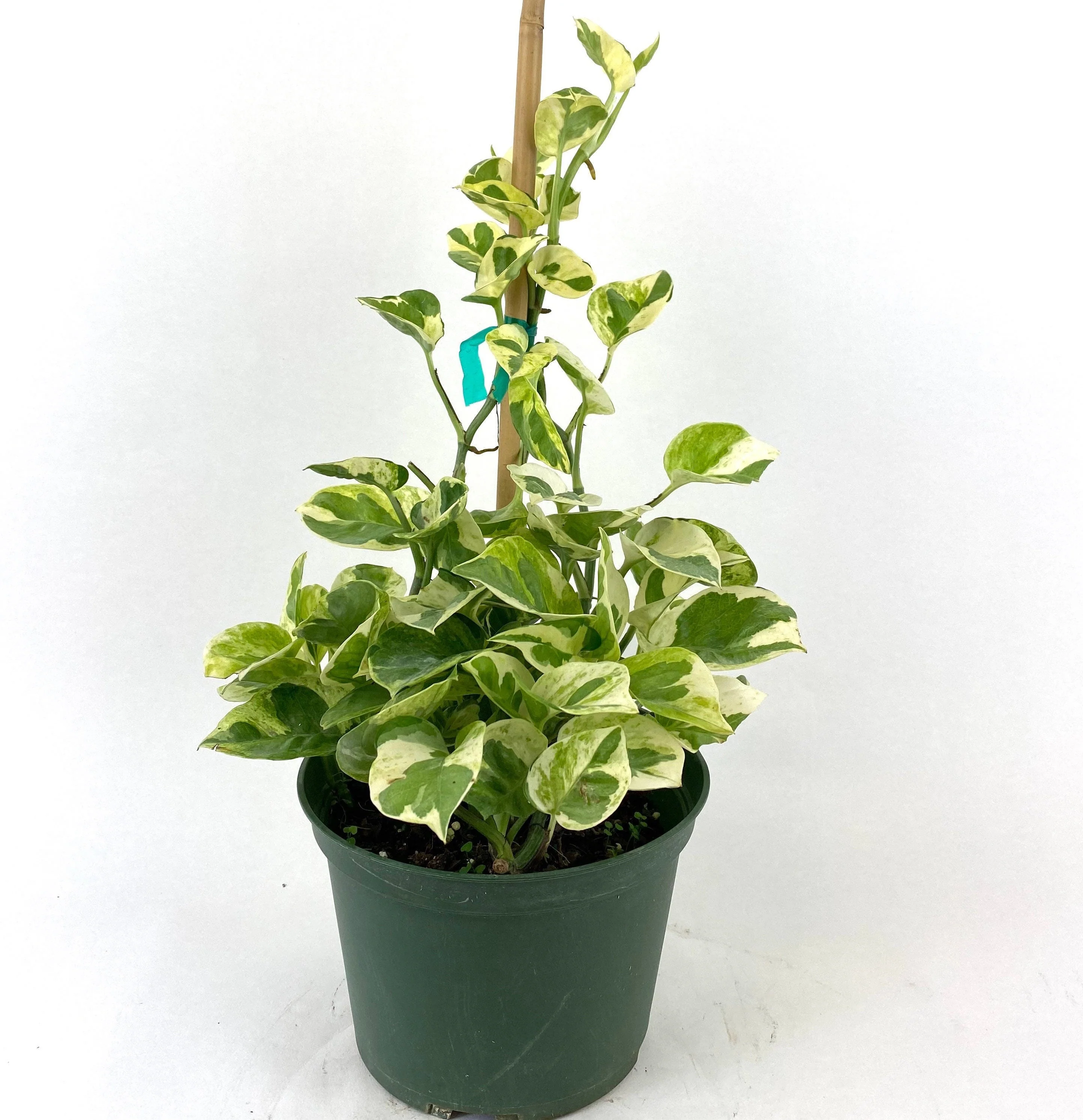 Pothos N'joy, Pearls and Jade in Trellis, Devil’s Ivy Variegated - Image 8