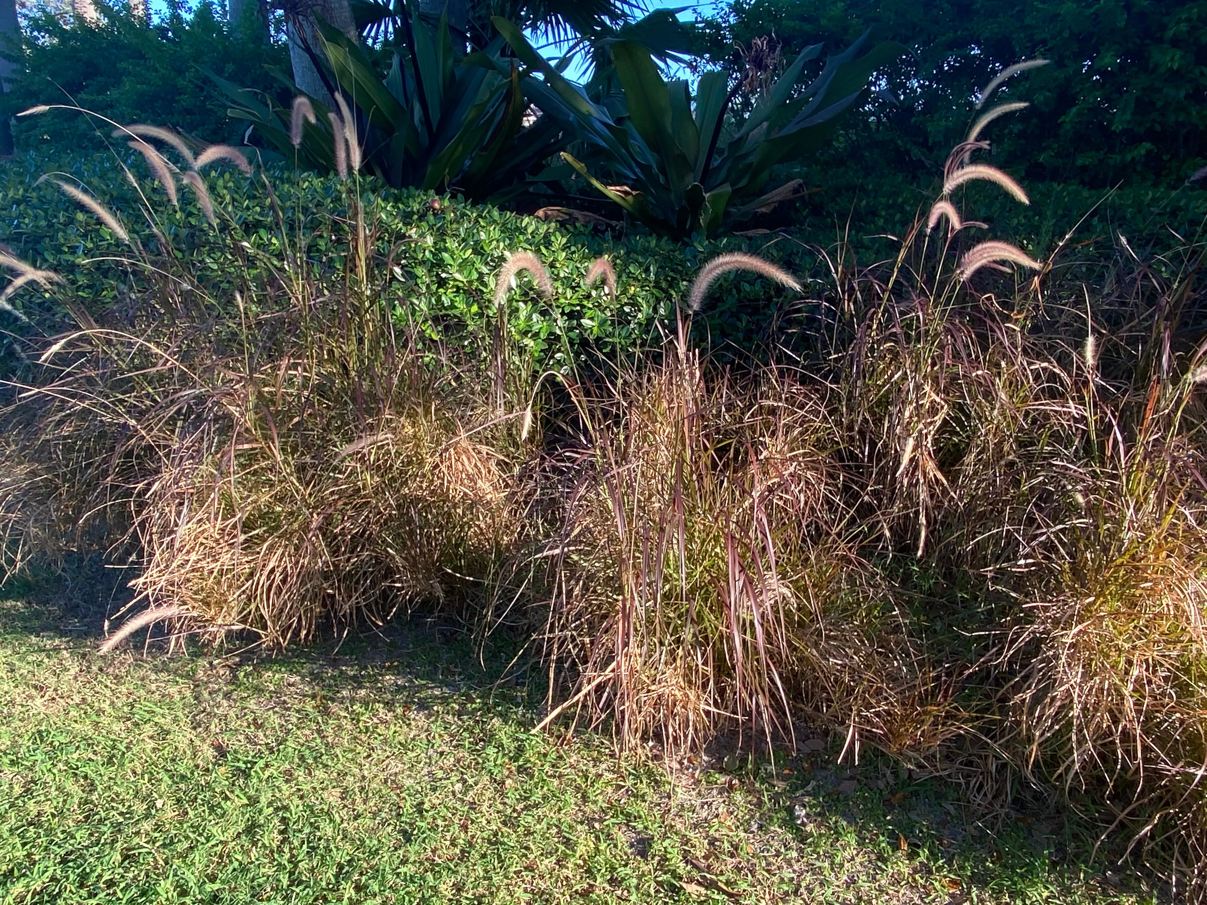 Purple Fountain Grass - Image 4